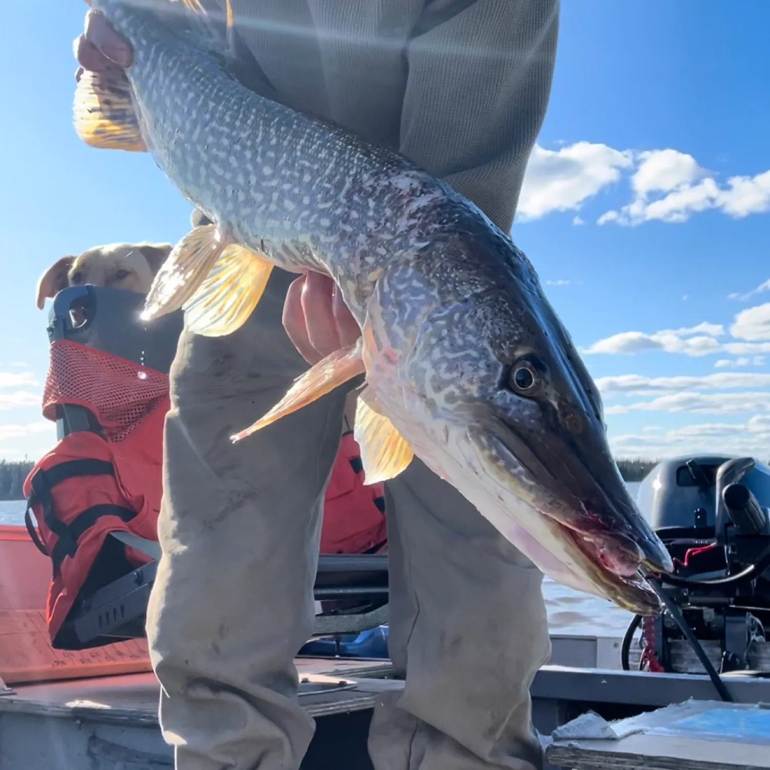 Northern pike caught on Fishbrain