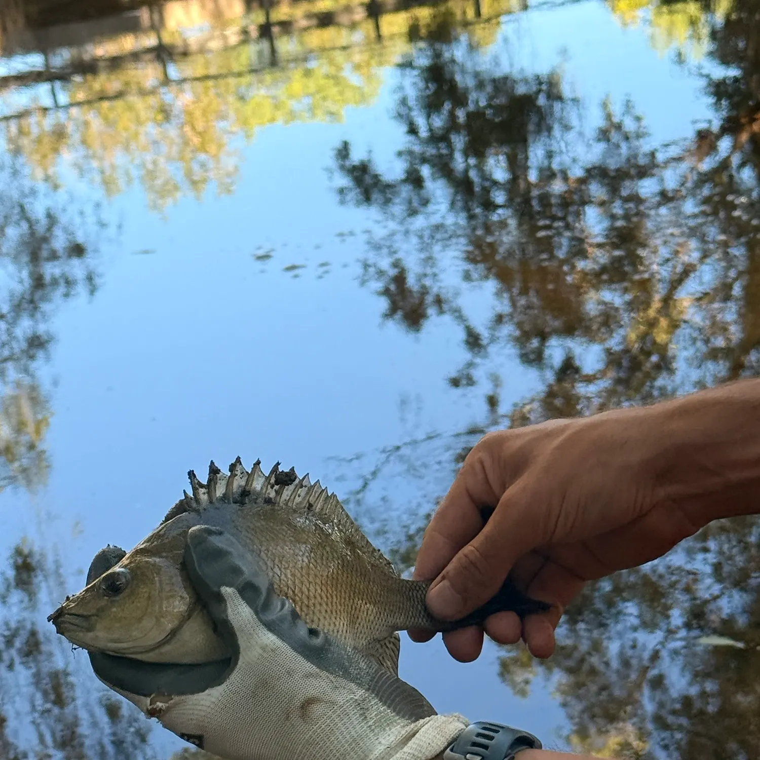 The most recent Bidyan perch catches on Fishbrain