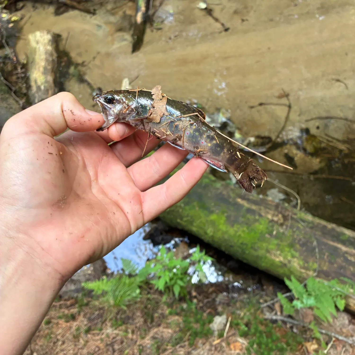 Brook trout caught on Fishbrain