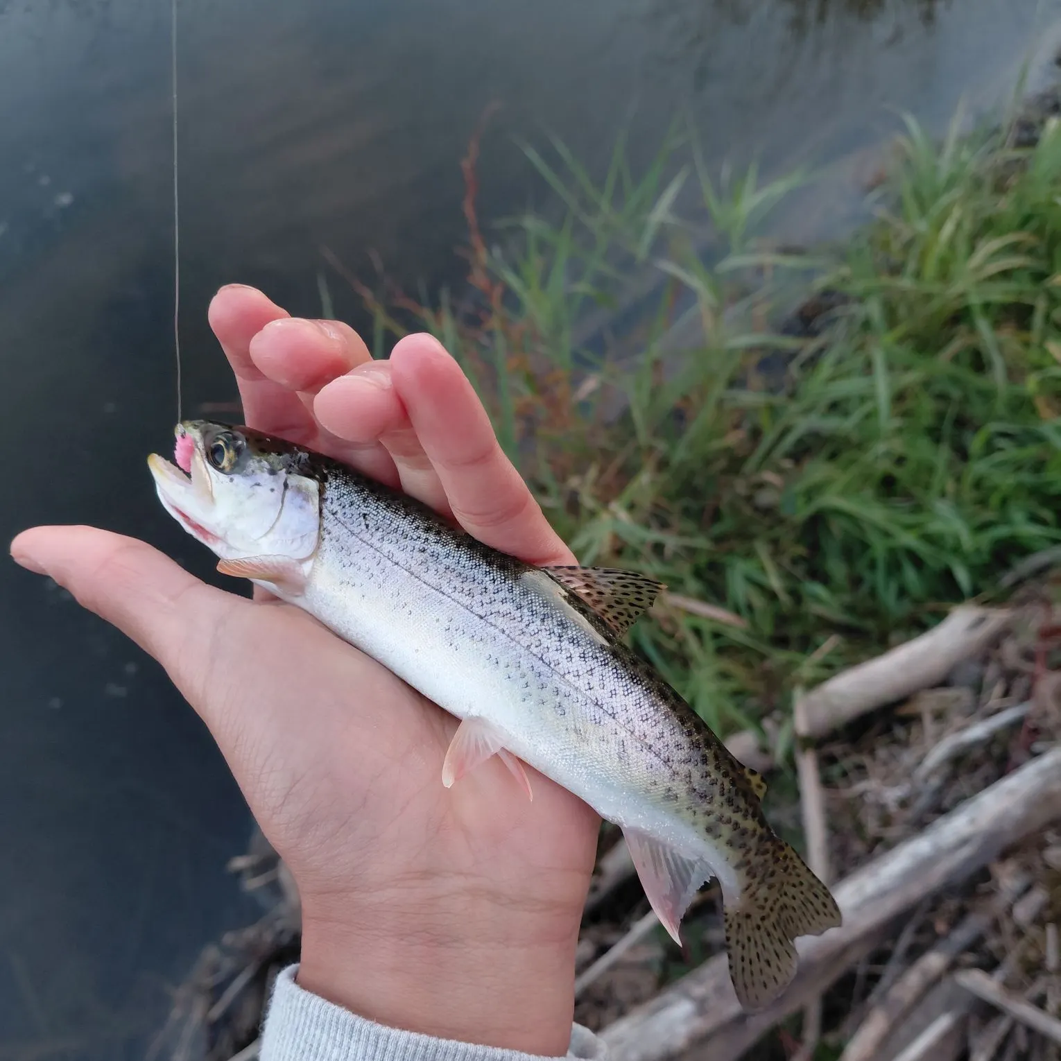 The most recent Coastal cutthroat trout catches on Fishbrain