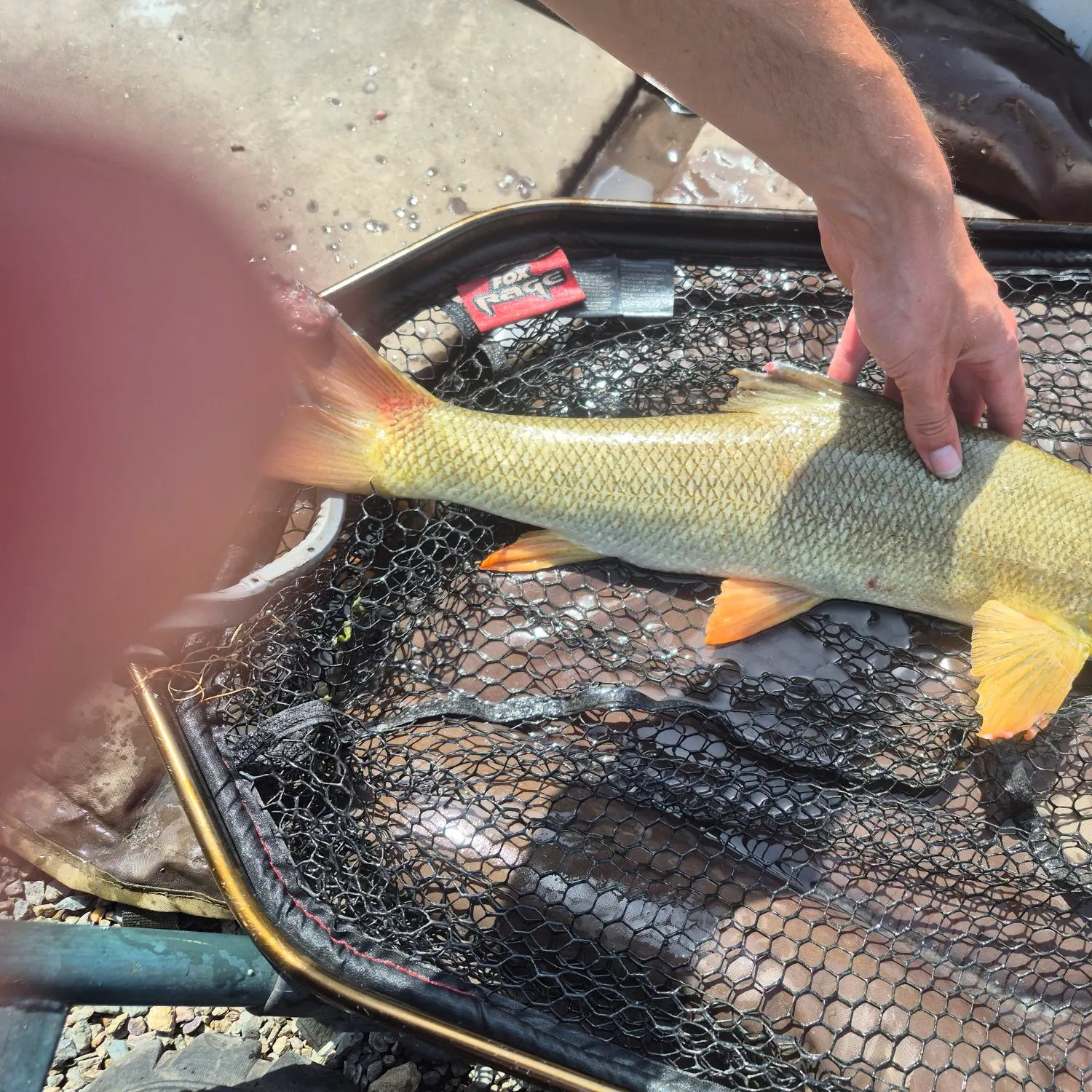 The most recent Common barbel catches on Fishbrain