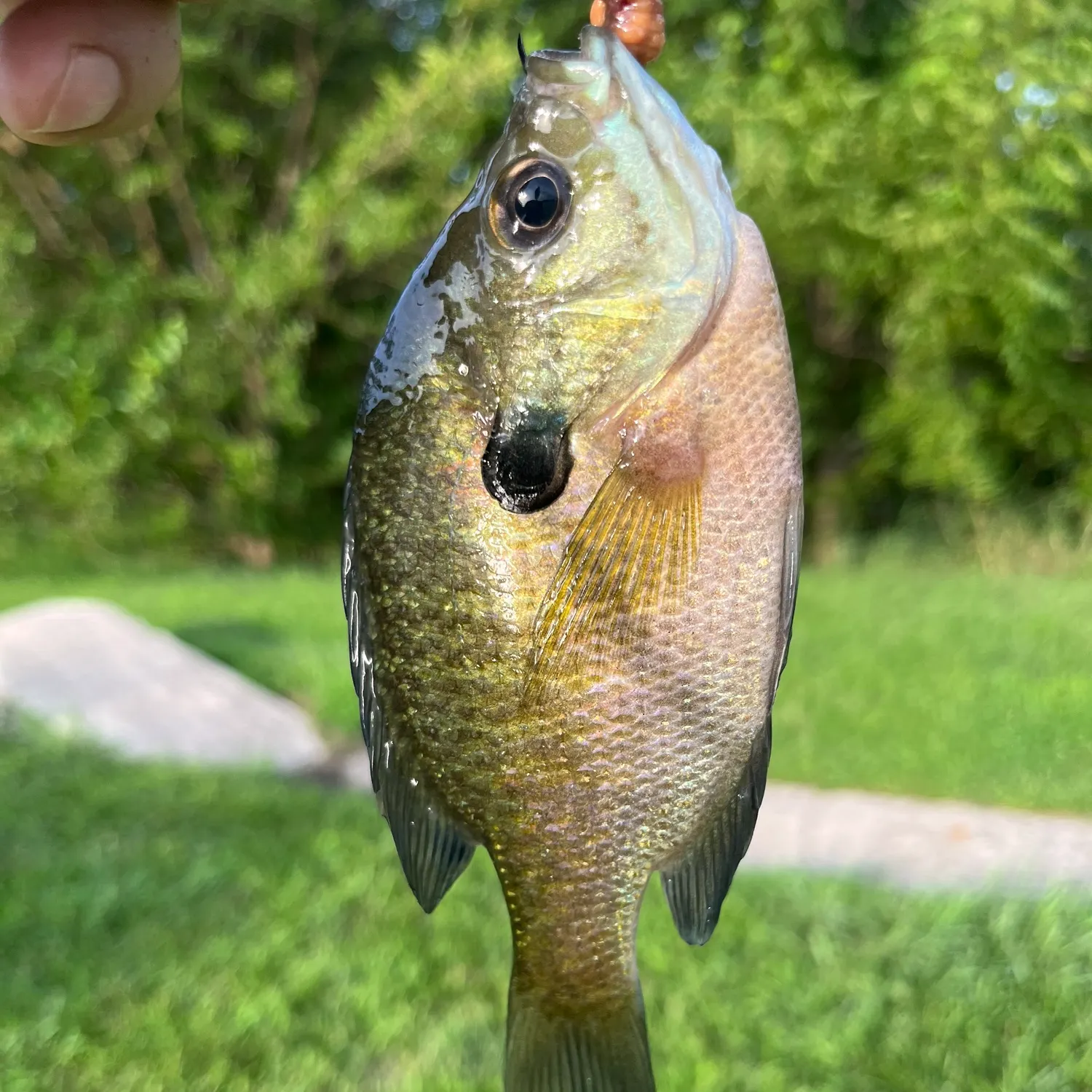 Bluegill caught on Fishbrain