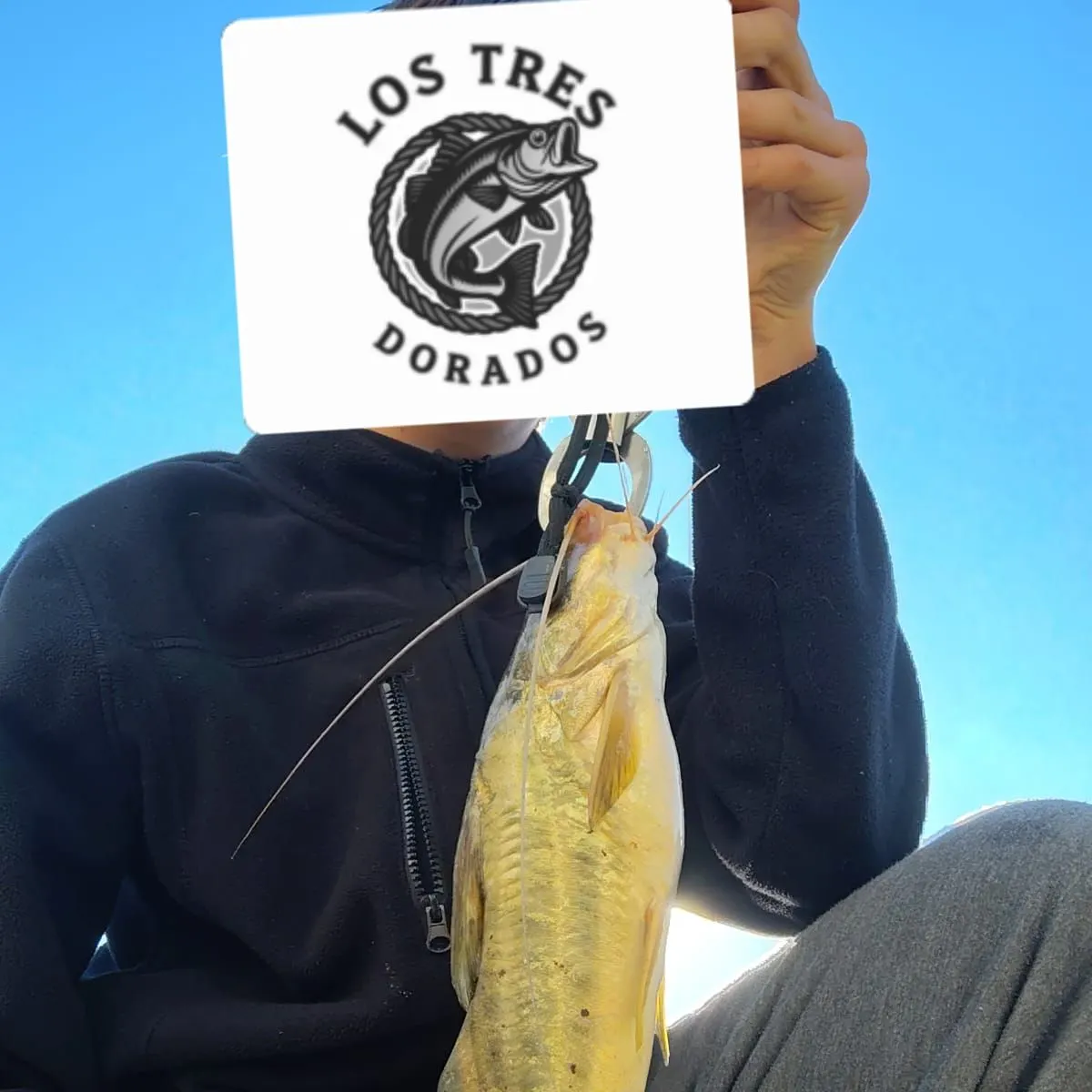 The most recent Spotted pimelodus catches on Fishbrain