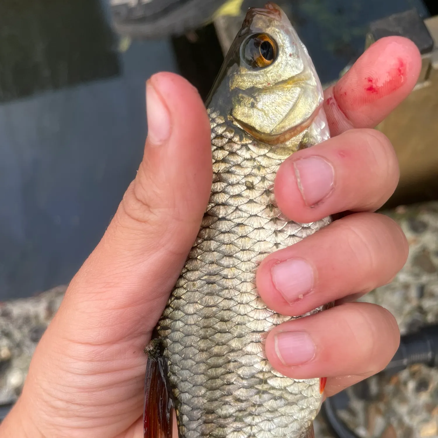 Common rudd caught on Fishbrain
