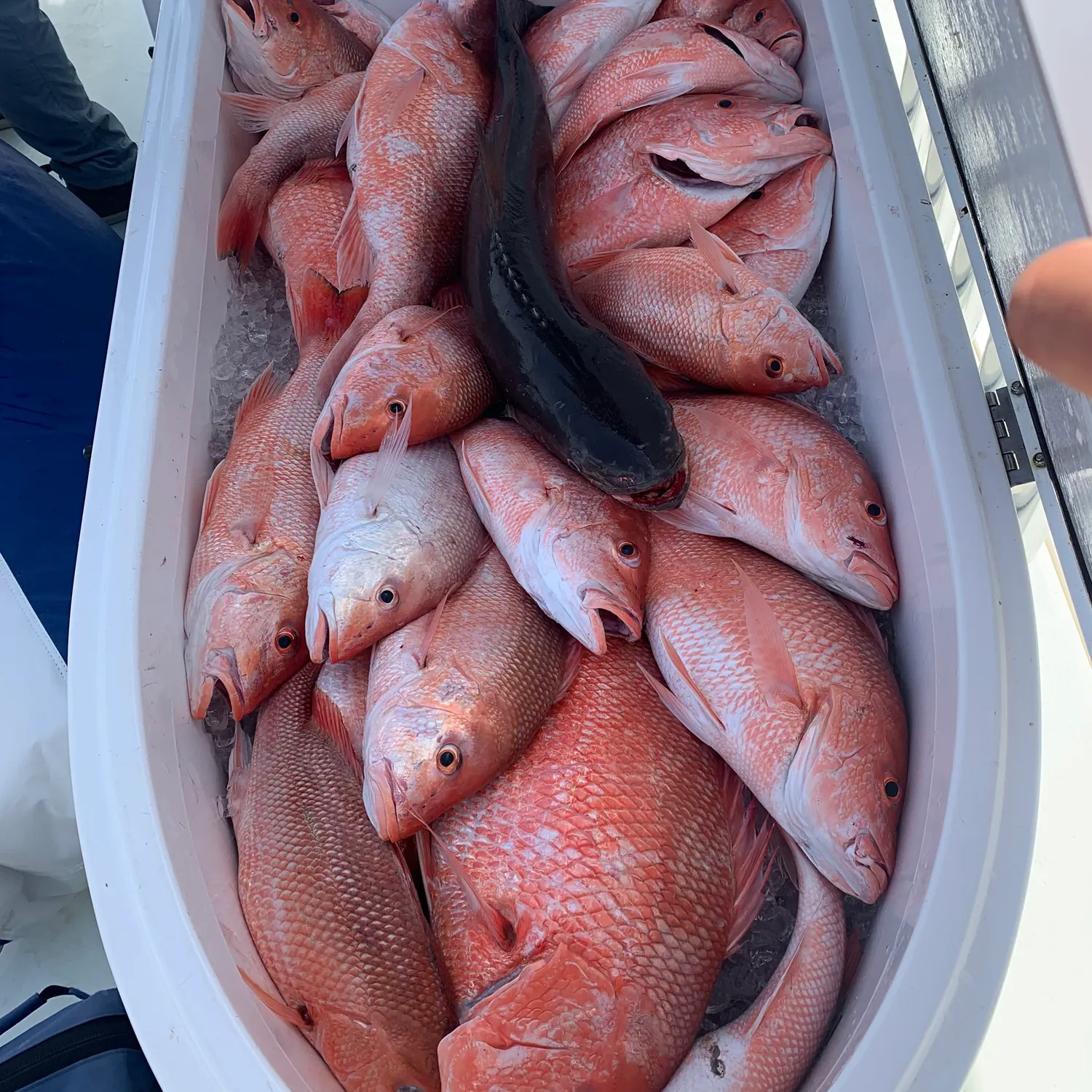 The most recent Northern red snapper catches on Fishbrain