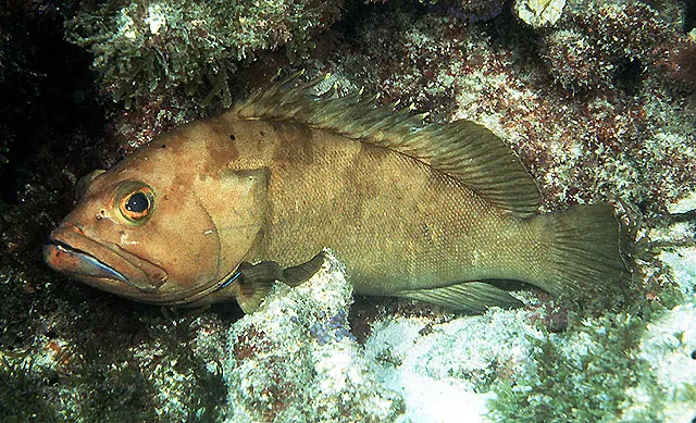 Halfmoon grouper