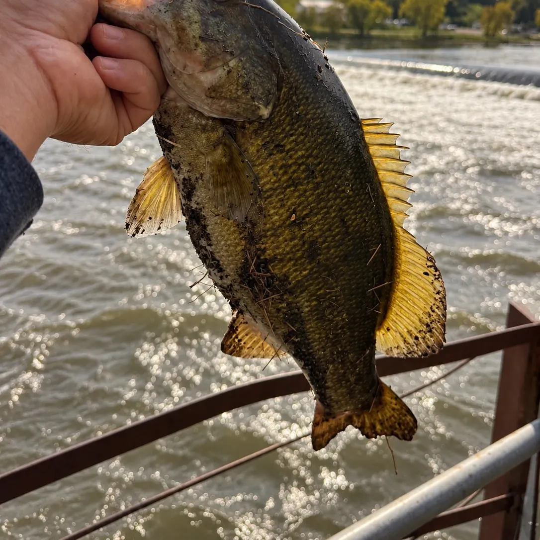 Smallmouth bass caught on Fishbrain