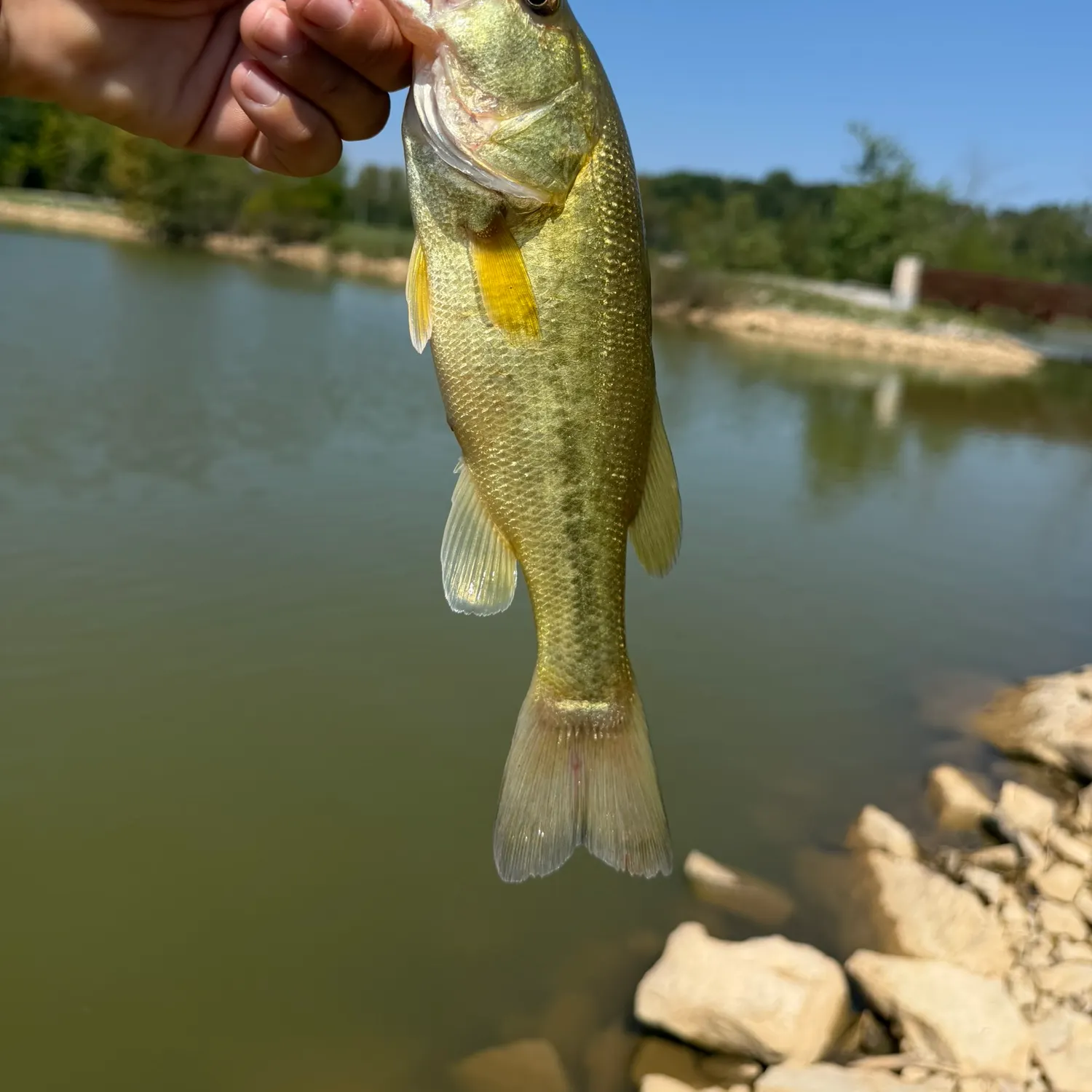 Largemouth bass caught on Fishbrain
