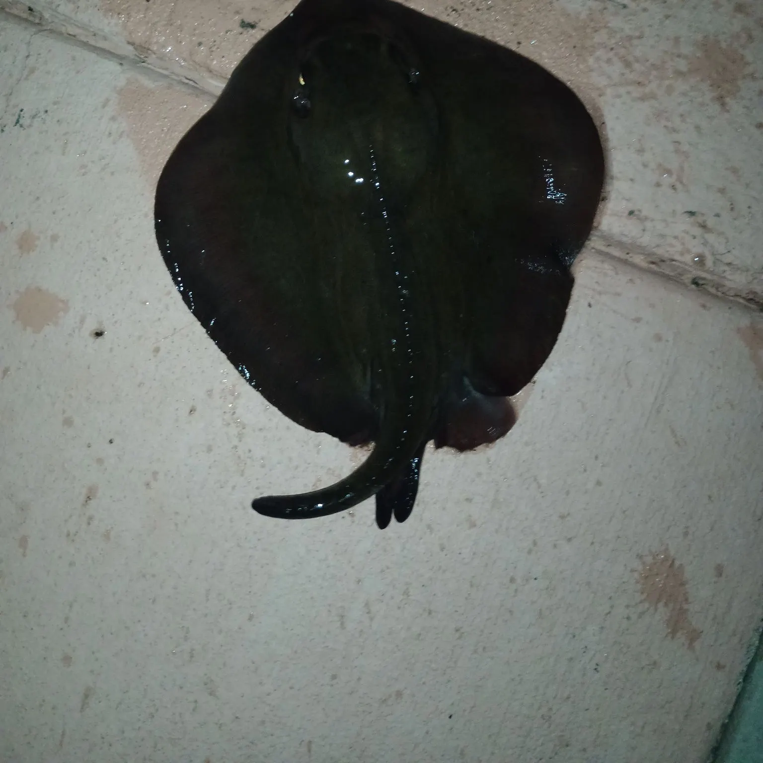 Atlantic stingray caught on Fishbrain