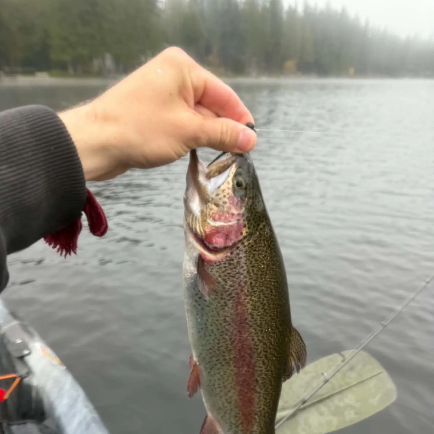 Rainbow trout caught on Fishbrain