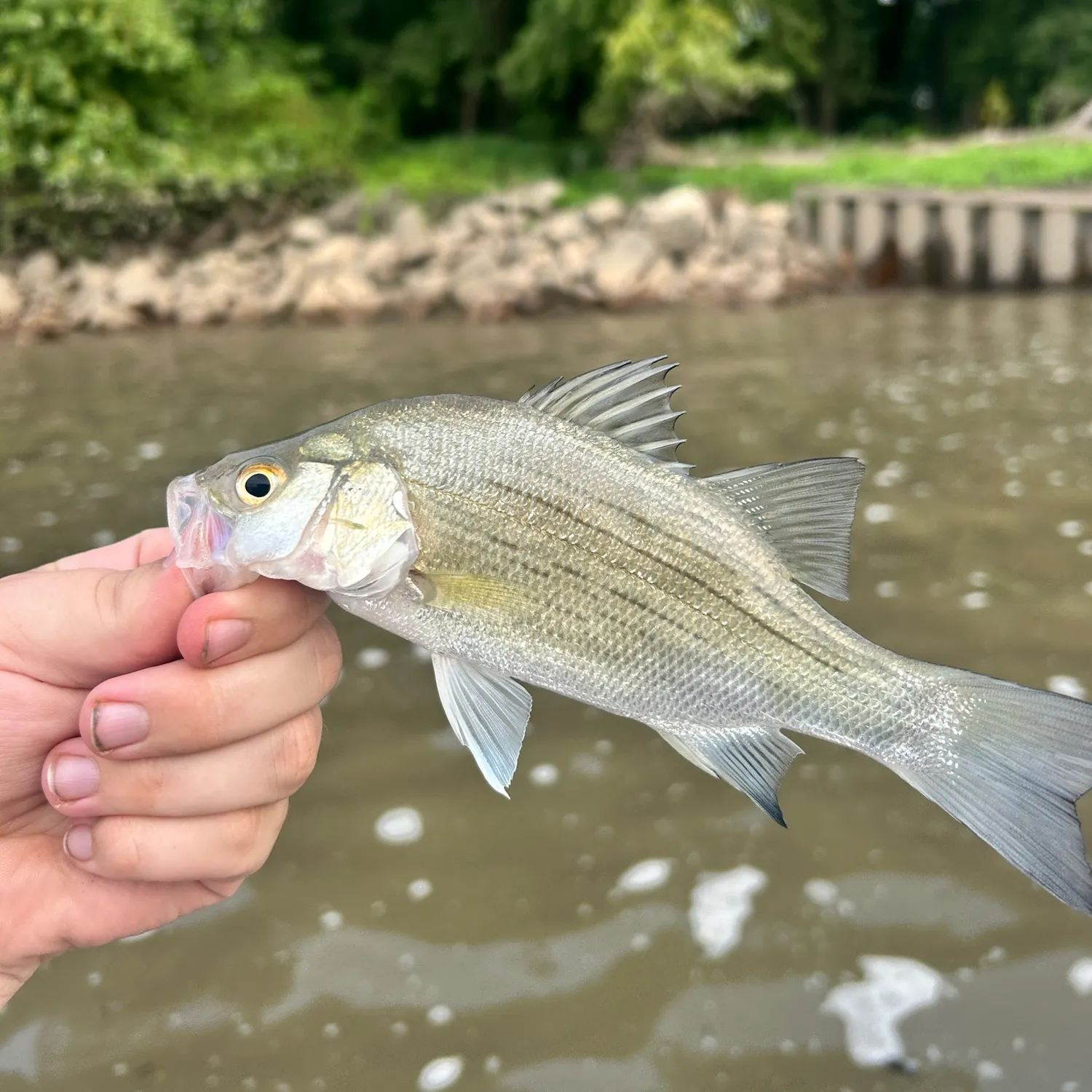 White bass caught on Fishbrain
