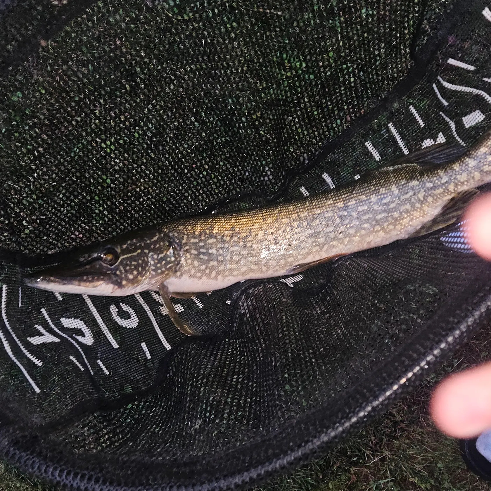 Northern pike caught on Fishbrain