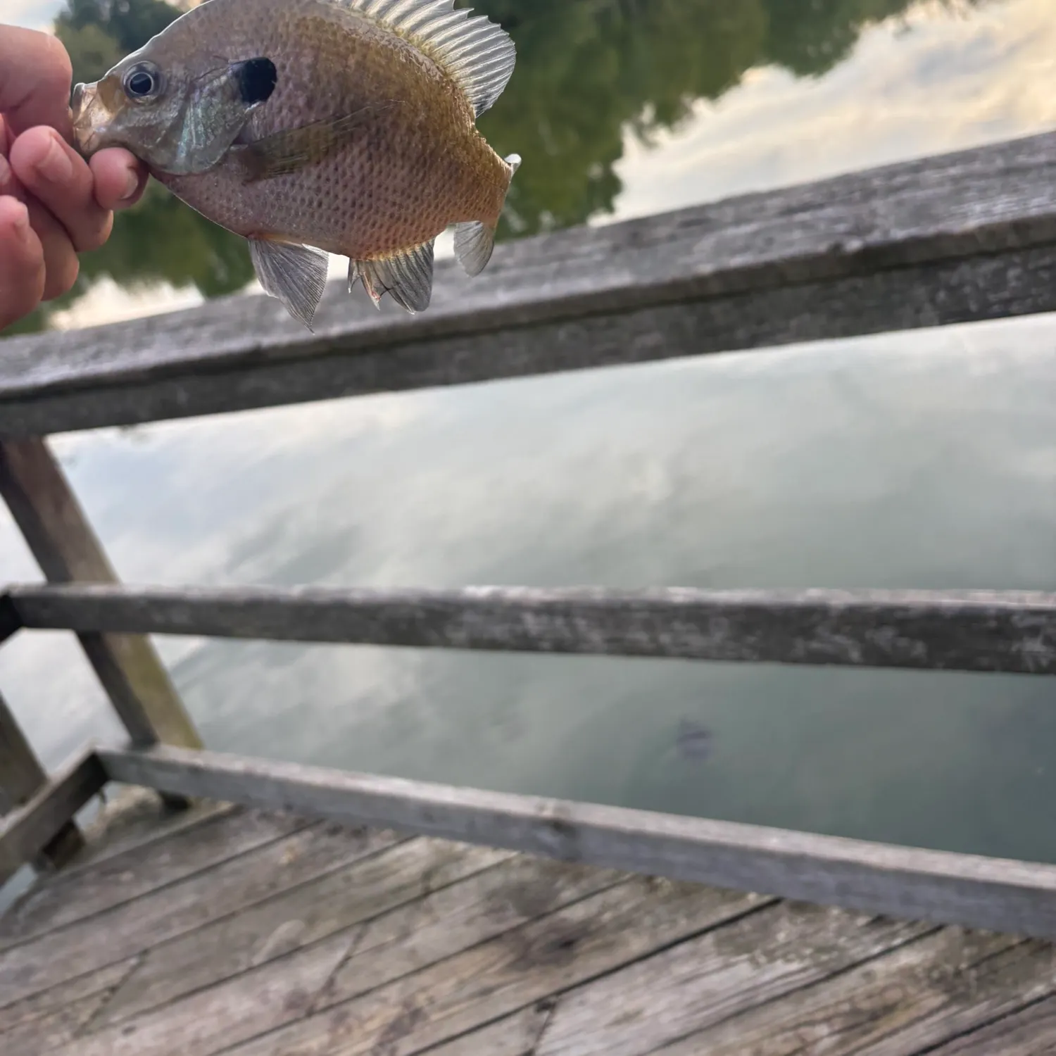 Fish caught on Fishbrain