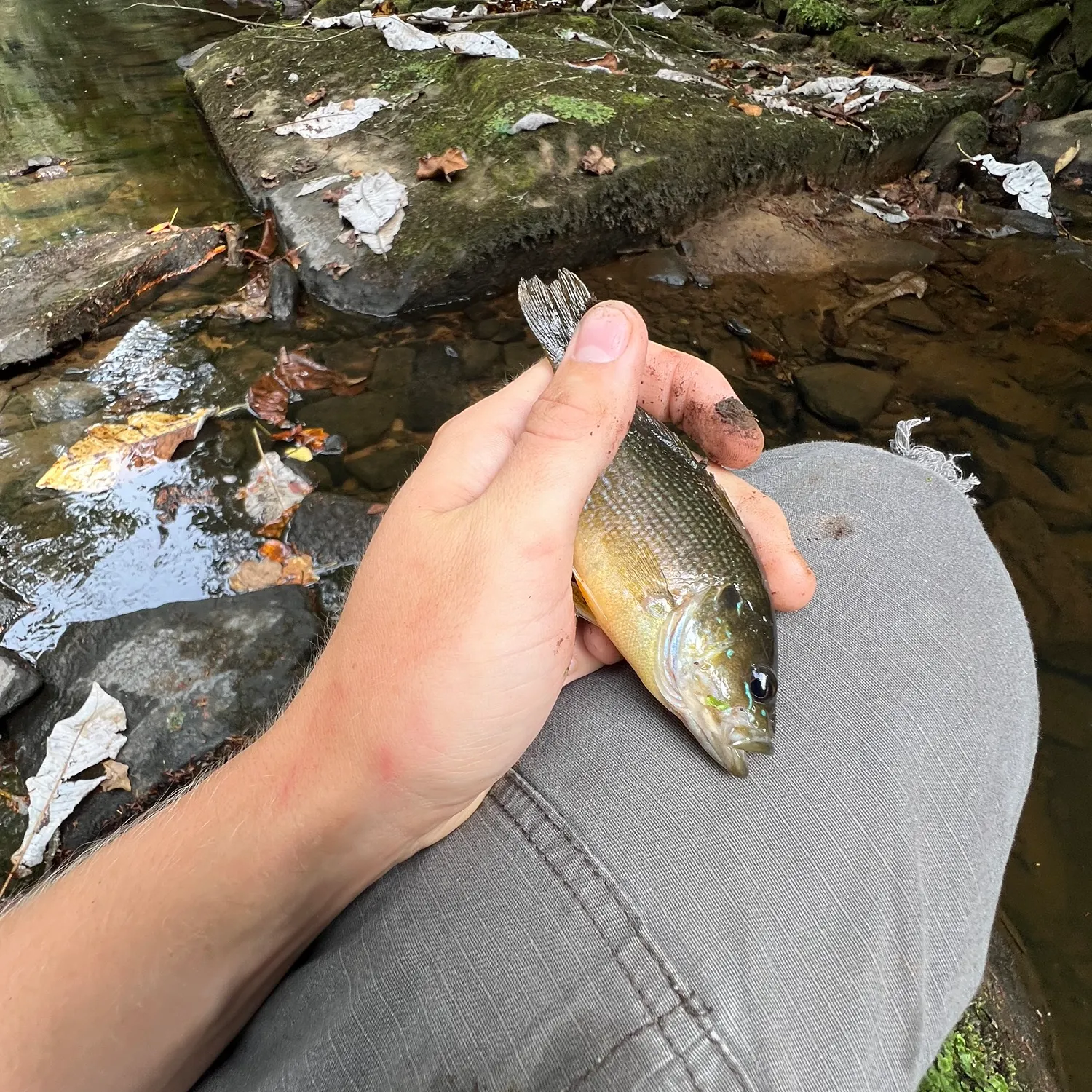 Longear sunfish caught on Fishbrain