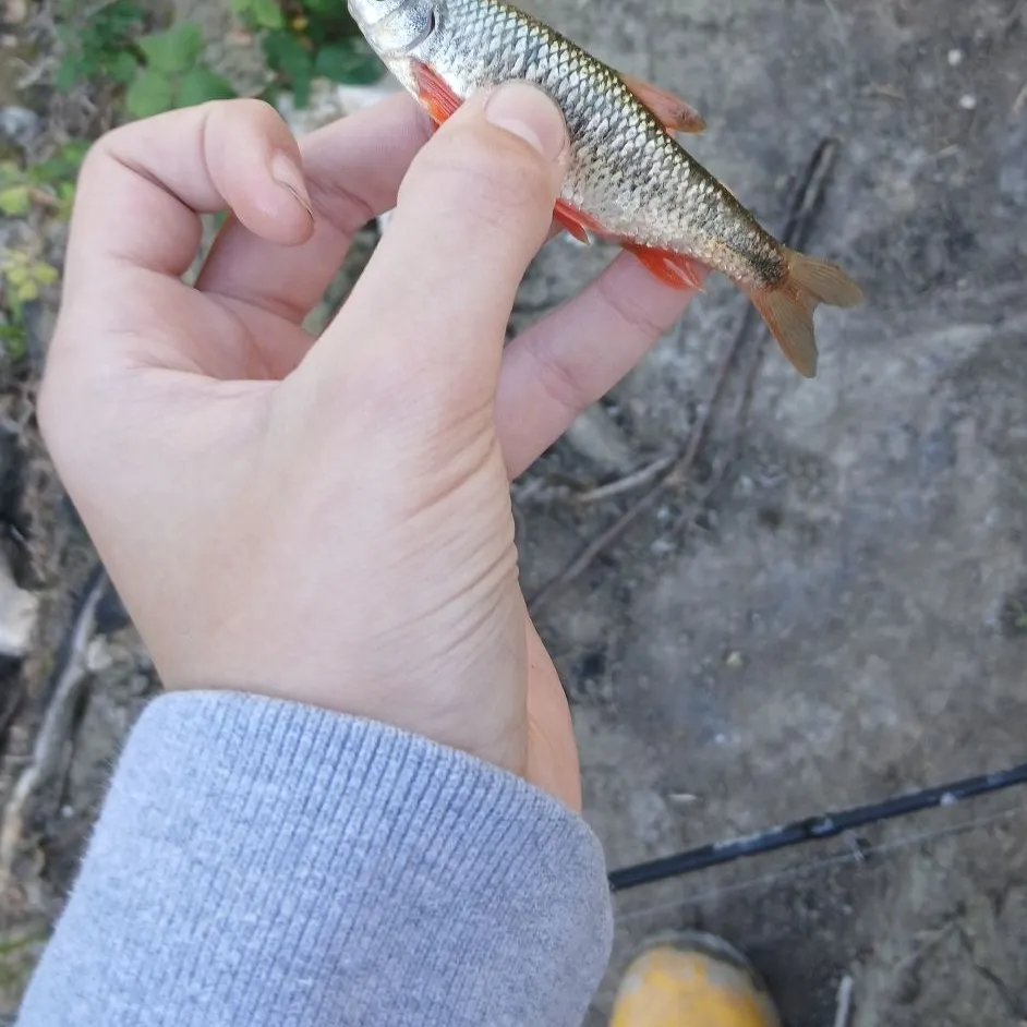 The most recent Rutilus rubilio catches on Fishbrain