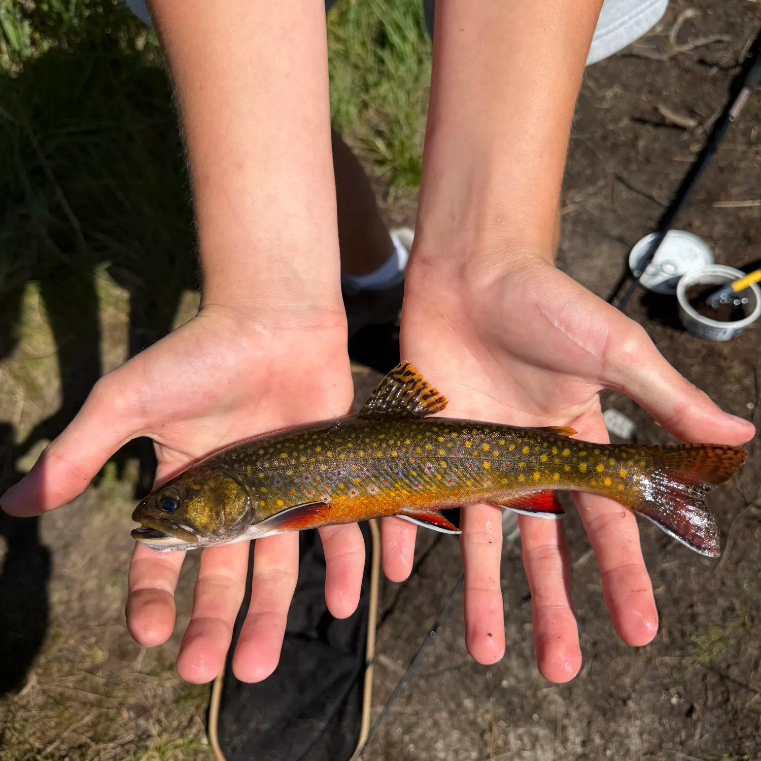Brook trout caught on Fishbrain