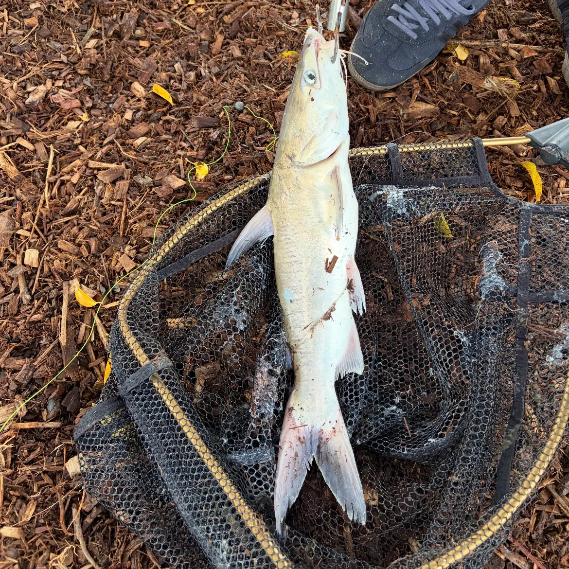 The most recent Blue salmon catfish catches on Fishbrain
