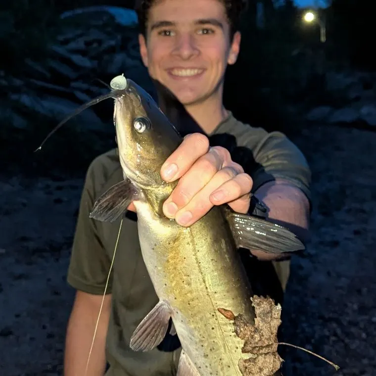 Channel catfish caught on Fishbrain