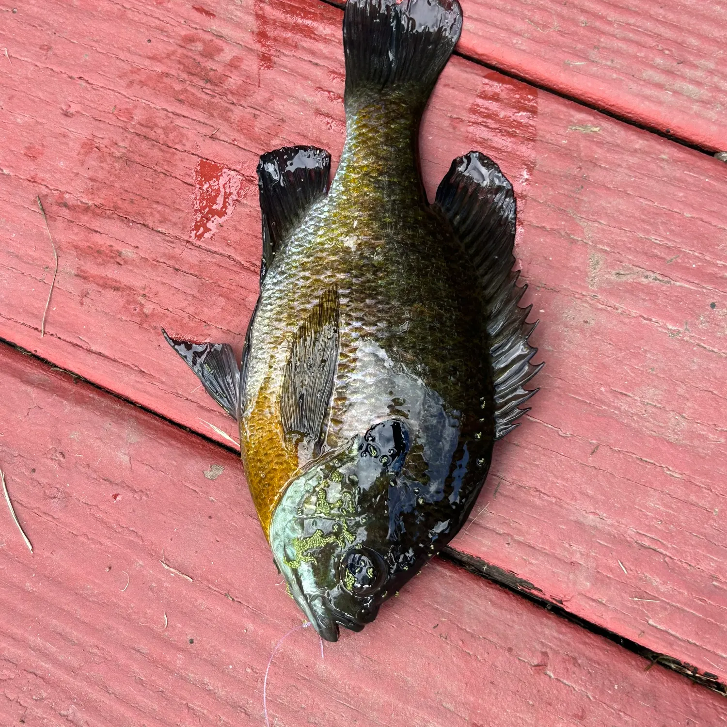 Bluegill caught on Fishbrain