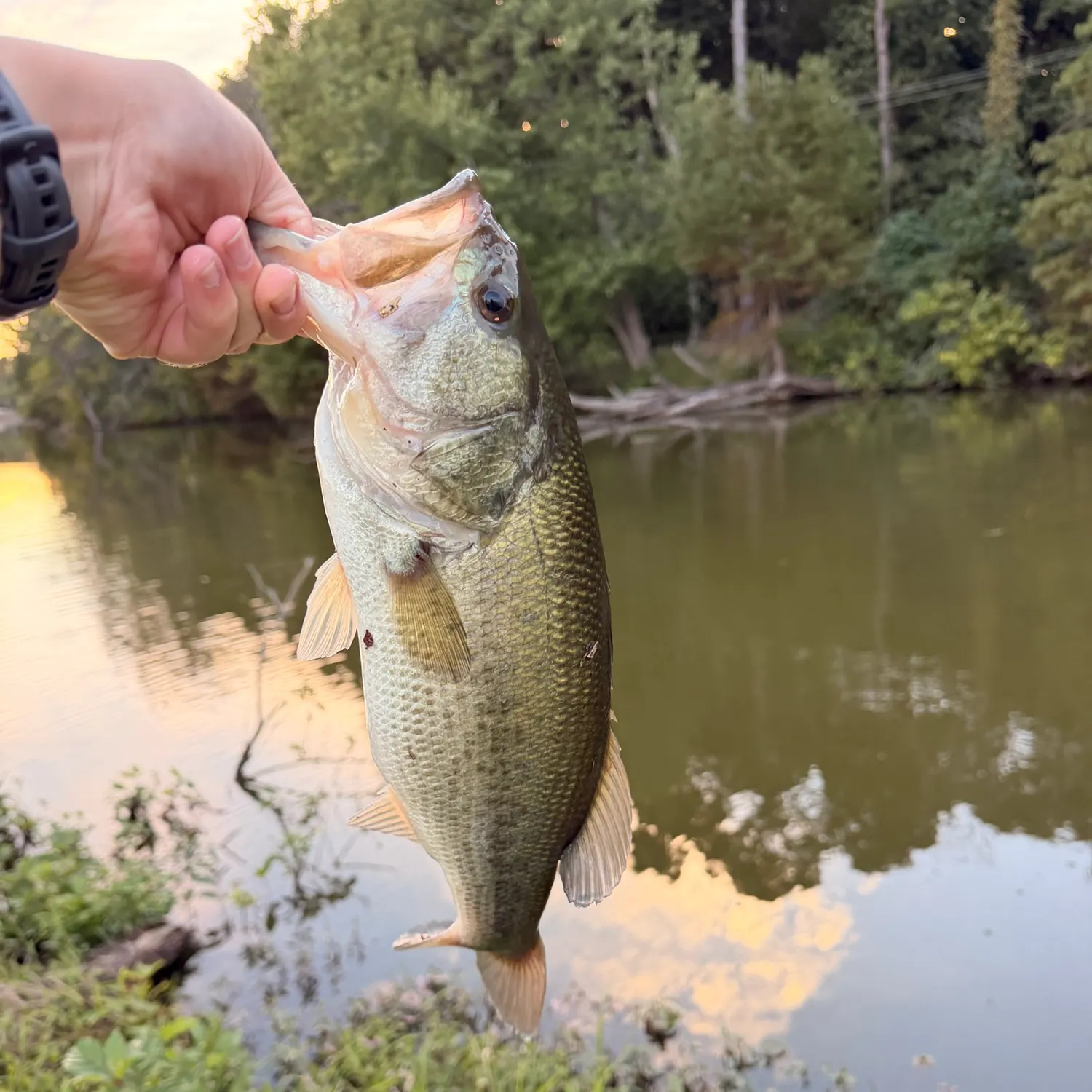 Largemouth bass caught on Fishbrain