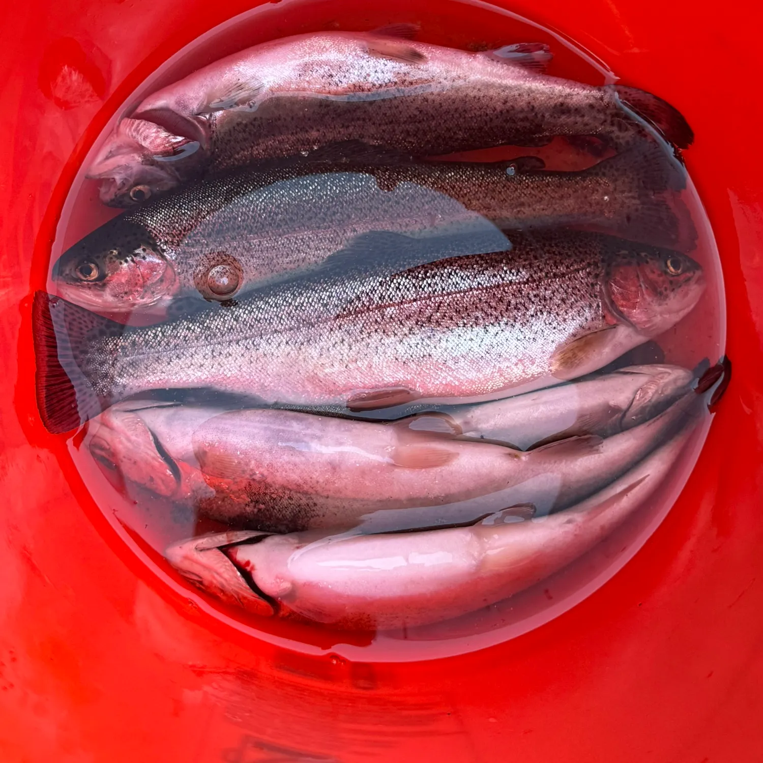 Rainbow trout caught on Fishbrain