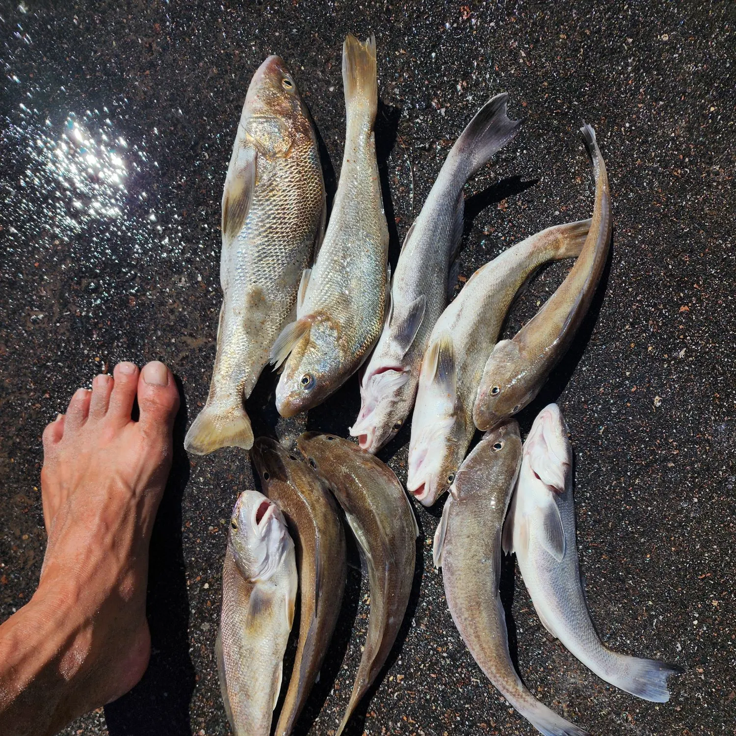 recently logged catches