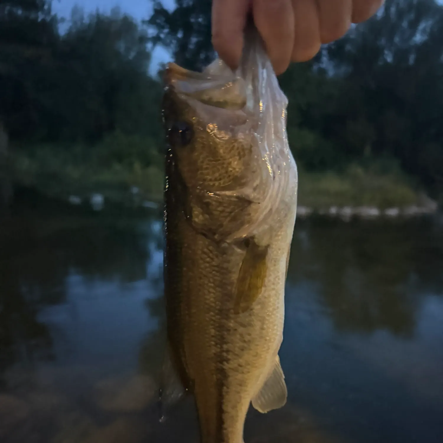Largemouth bass caught on Fishbrain