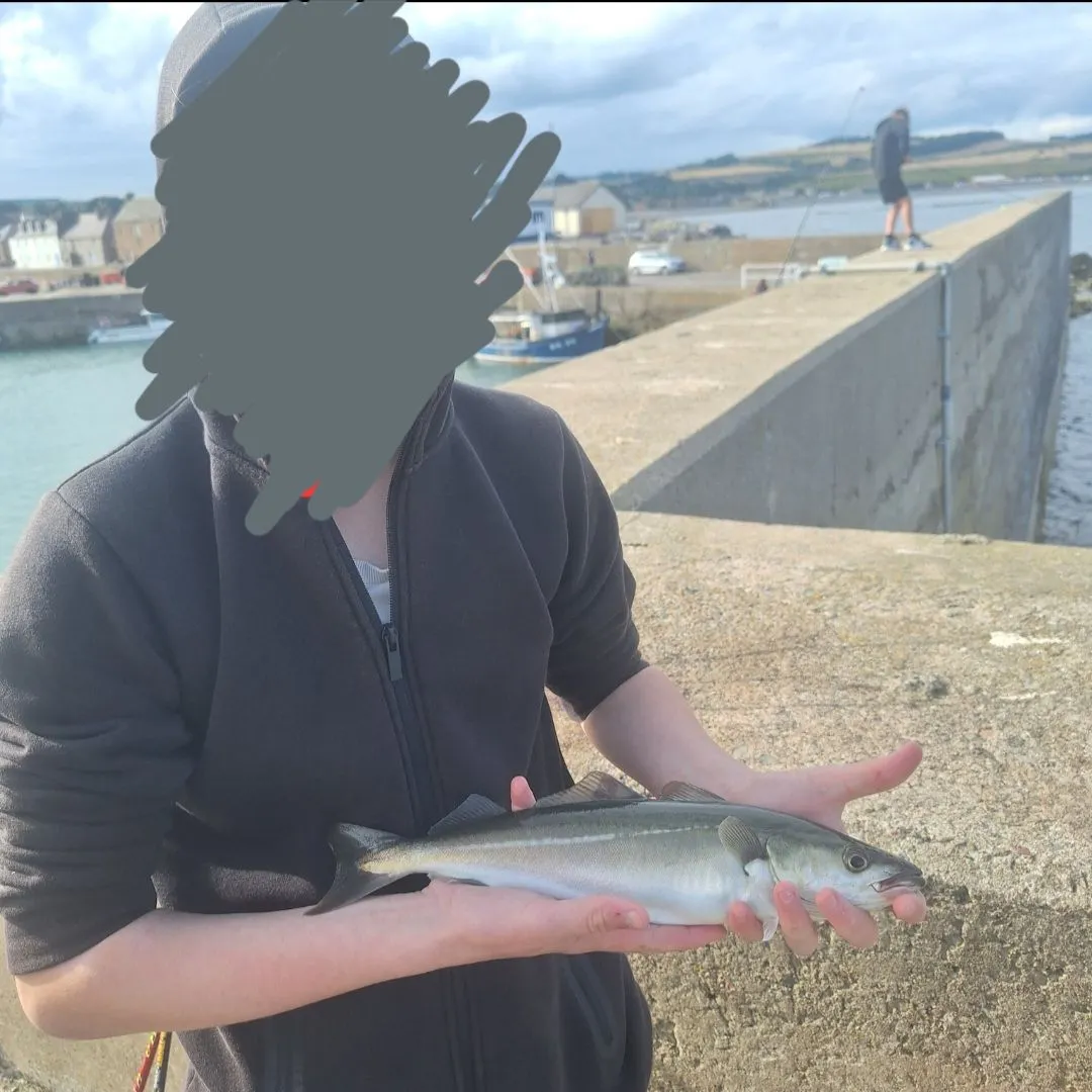 Atlantic pollock caught on Fishbrain