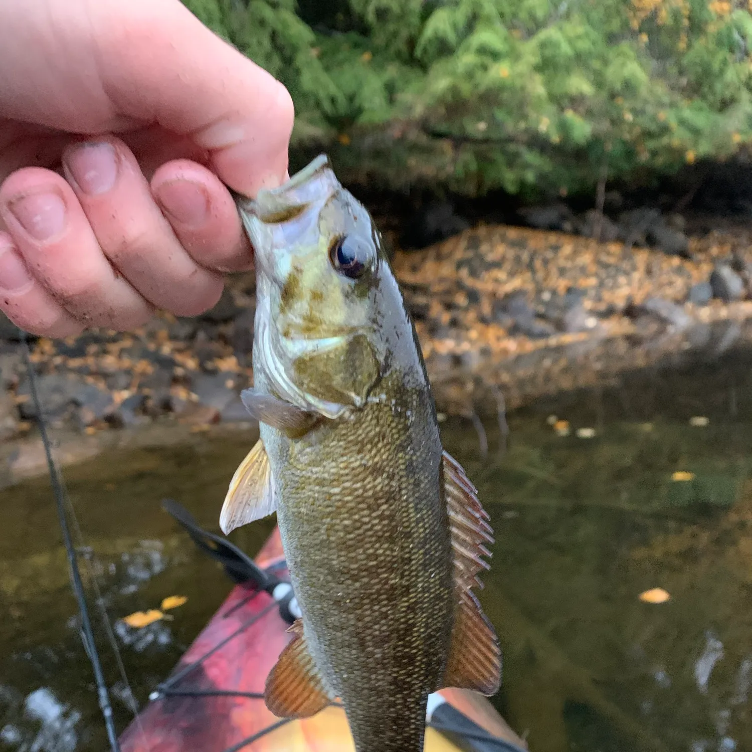 Smallmouth bass caught on Fishbrain