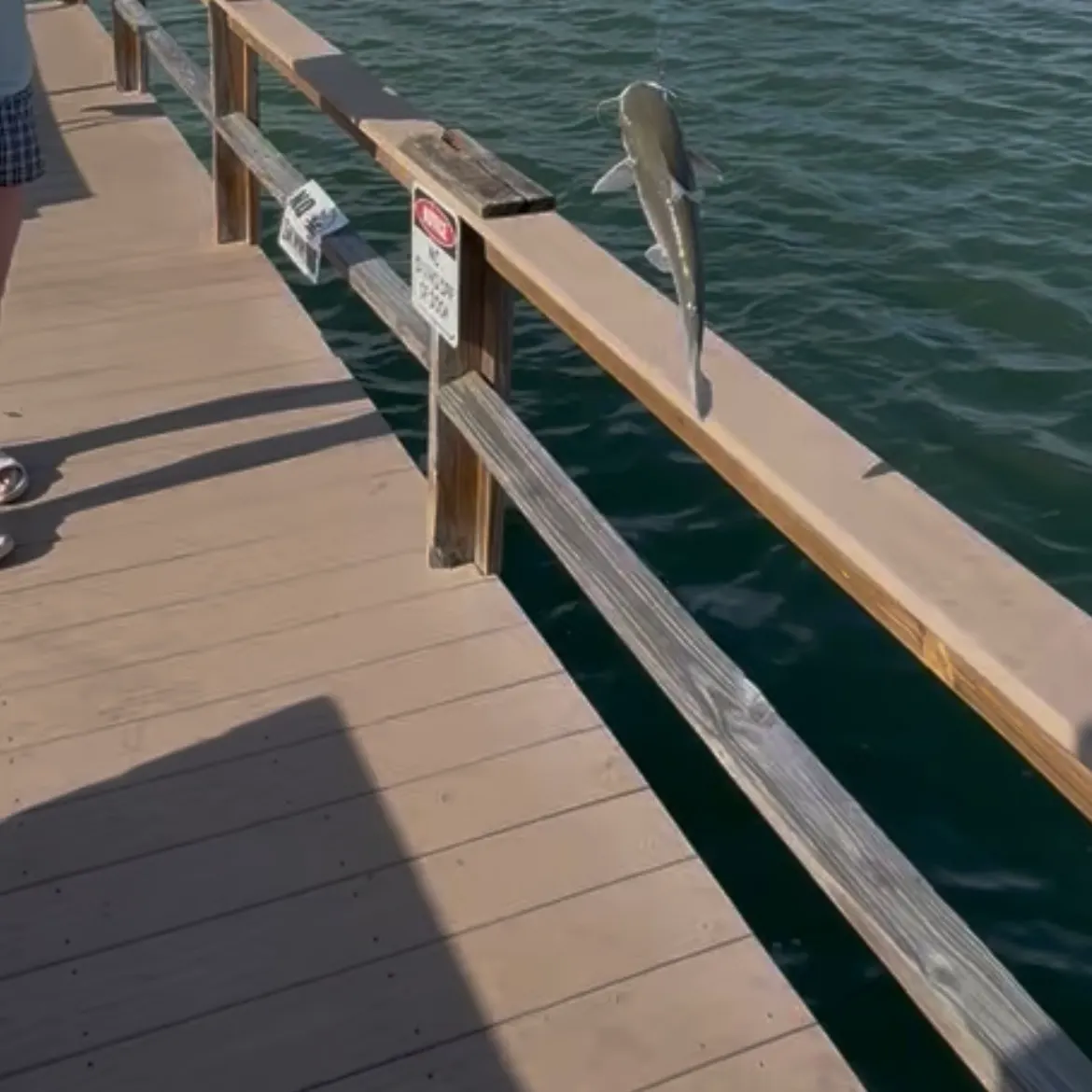 The most recent Hardhead sea catfish catches on Fishbrain