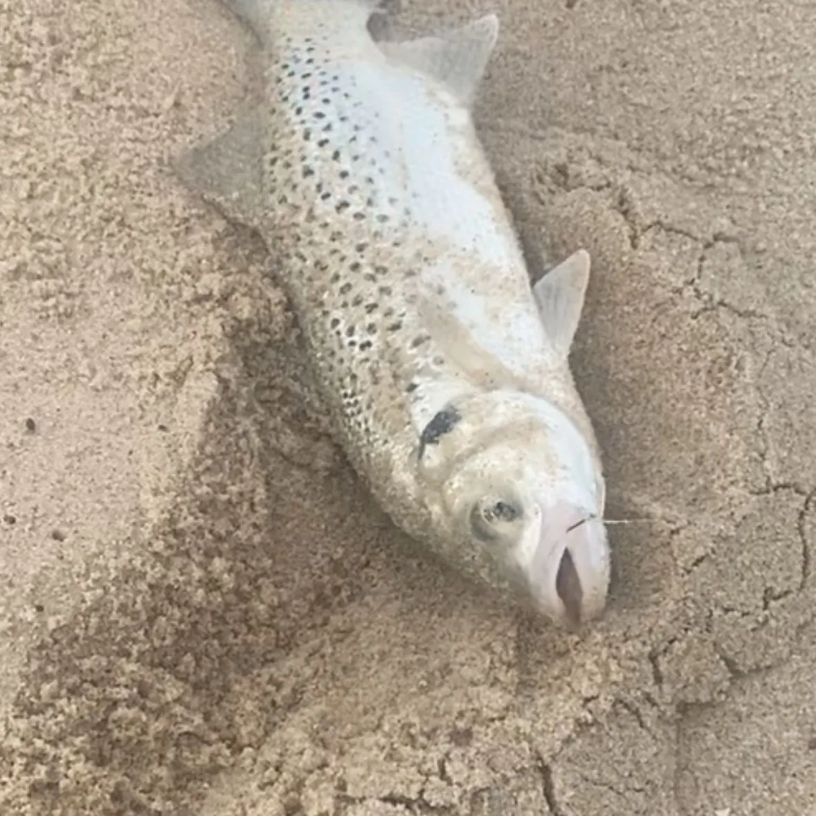 The most recent Spotted seabass catches on Fishbrain