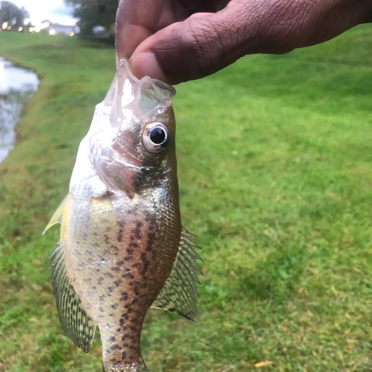 Black crappie caught on Fishbrain