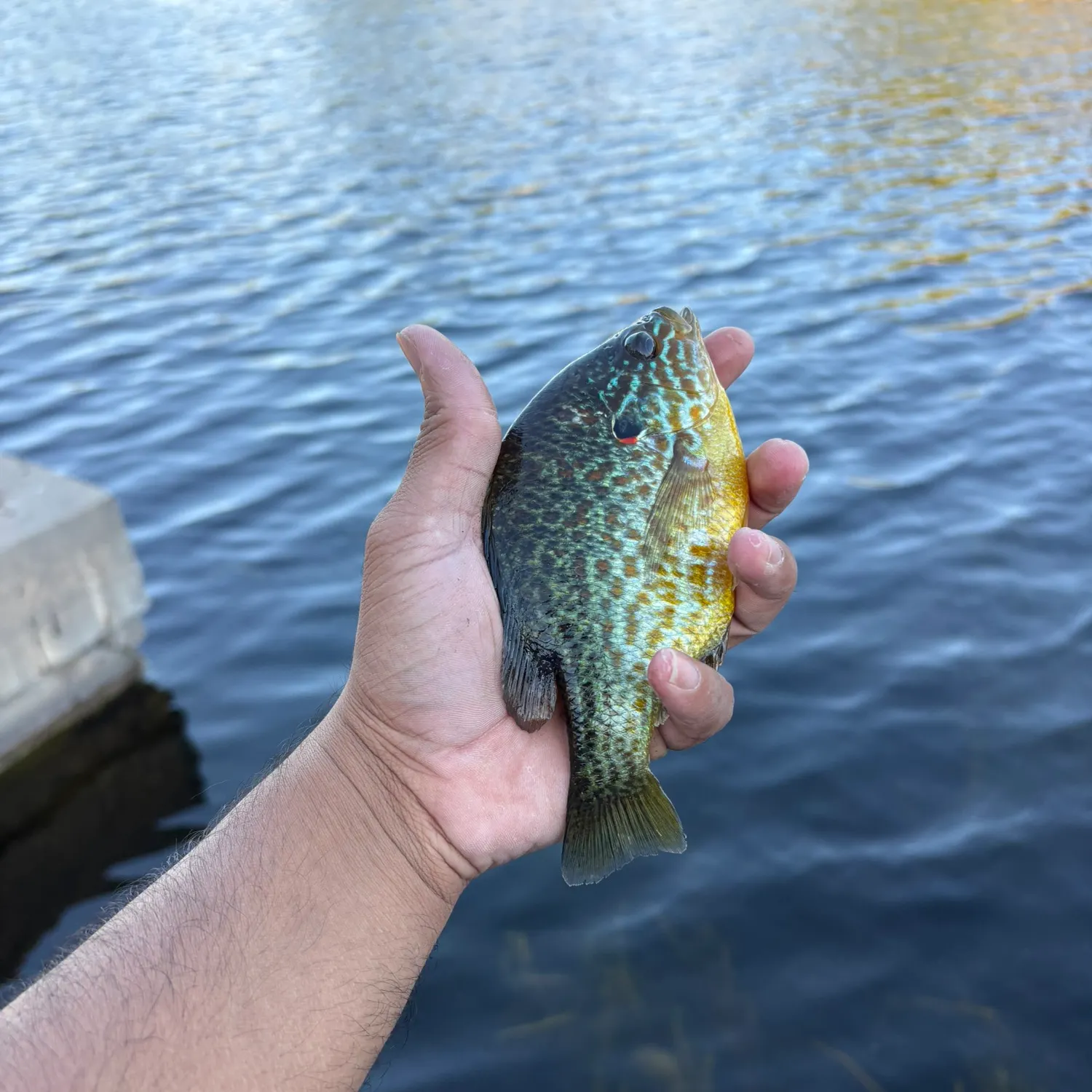 Pumpkinseed caught on Fishbrain