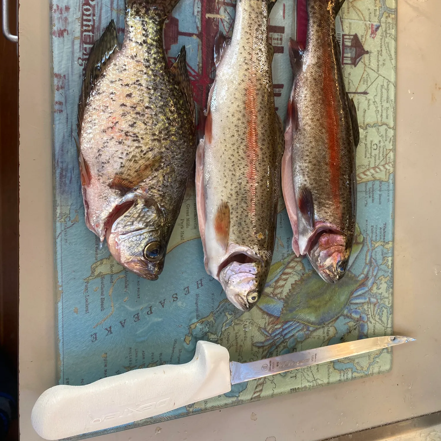 recently logged catches