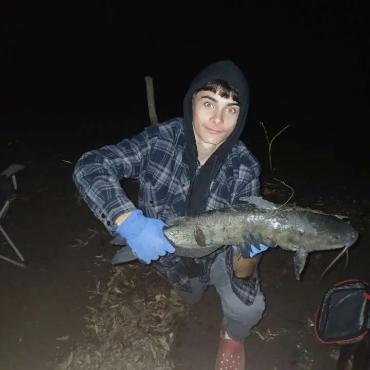Channel catfish caught on Fishbrain
