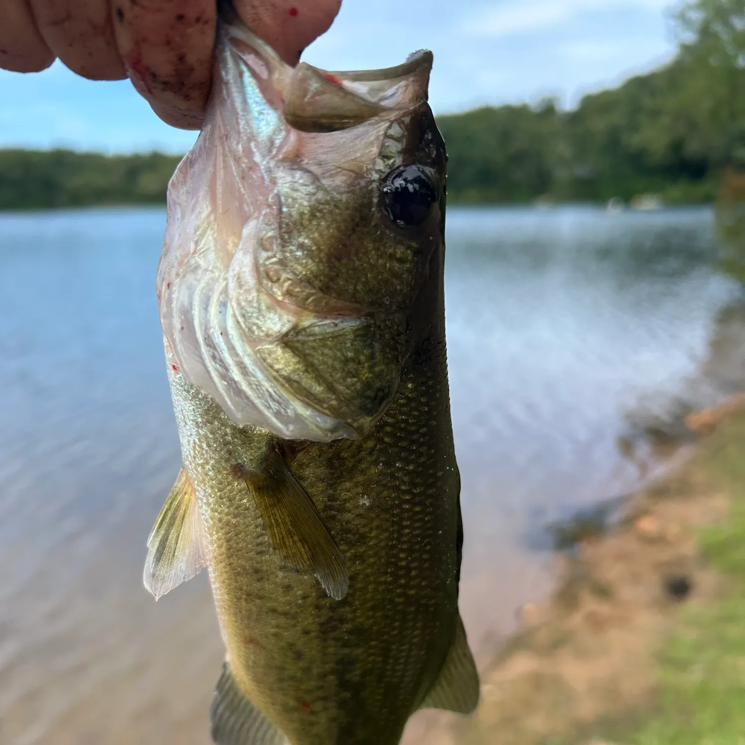 Largemouth bass caught on Fishbrain