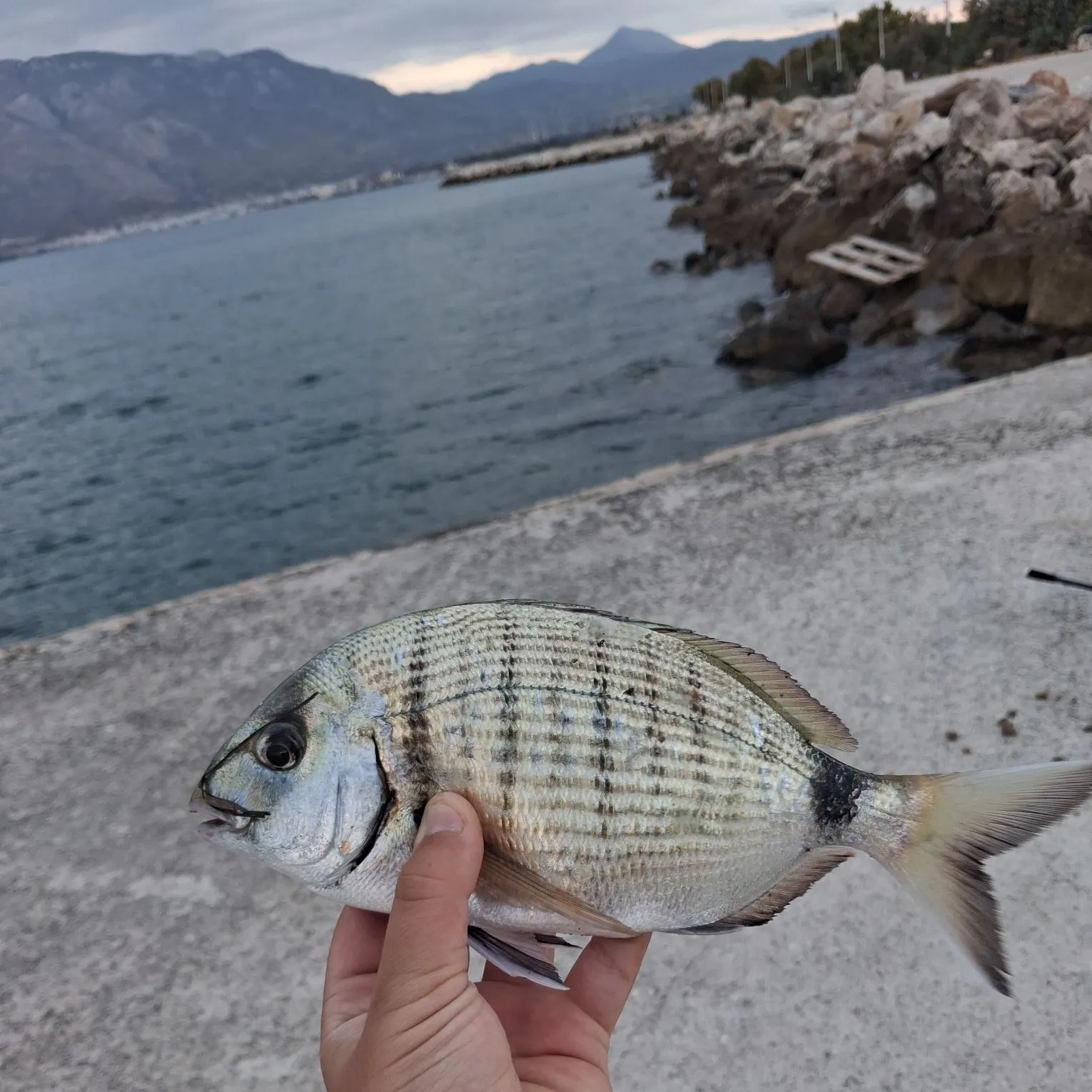 The most recent White seabream catches on Fishbrain