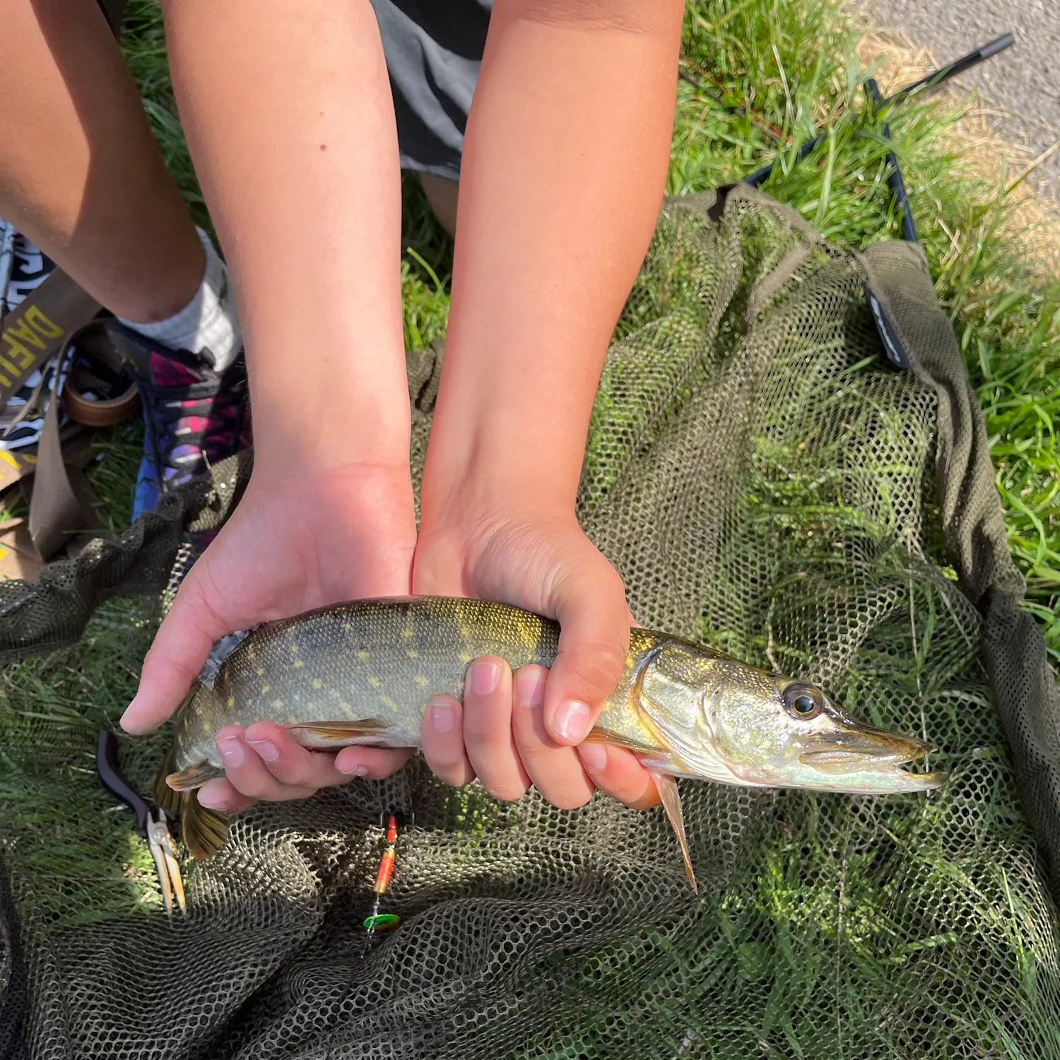 Northern pike caught on Fishbrain