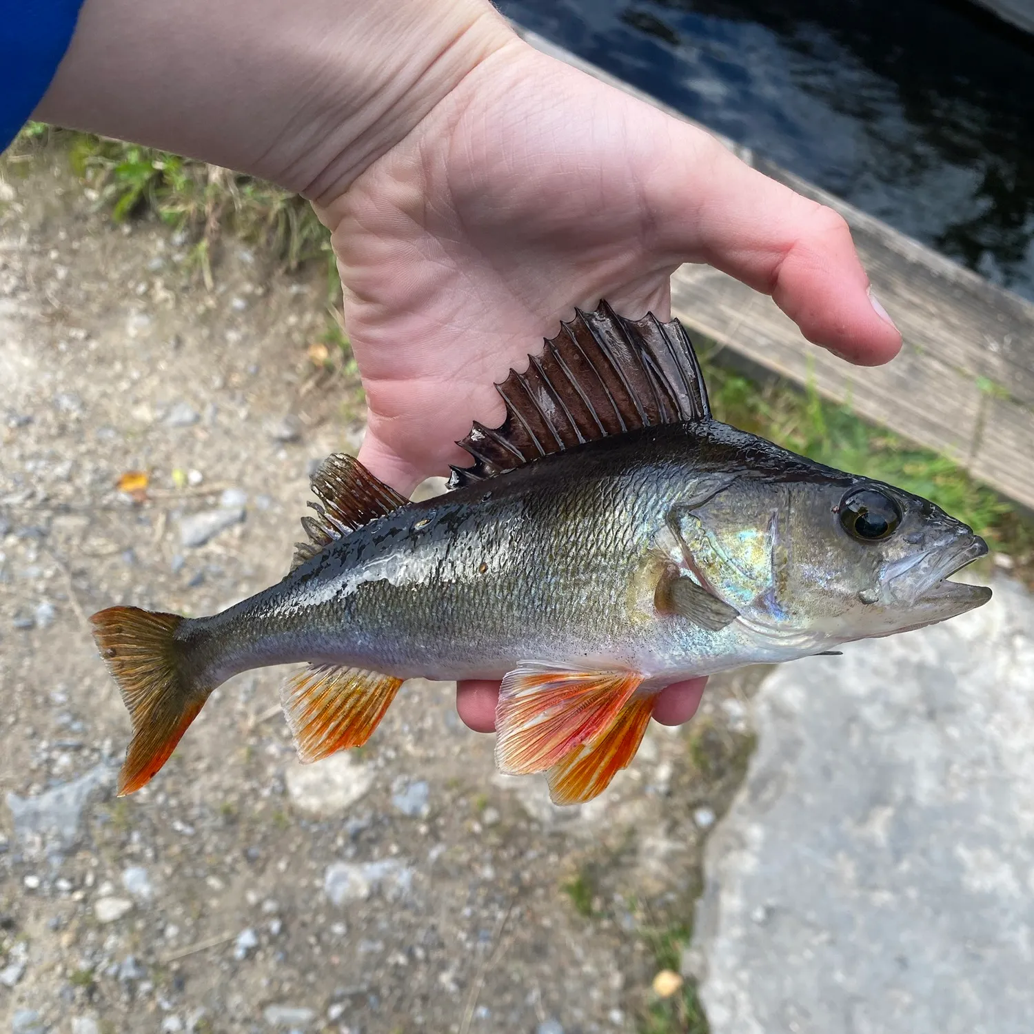European perch caught on Fishbrain