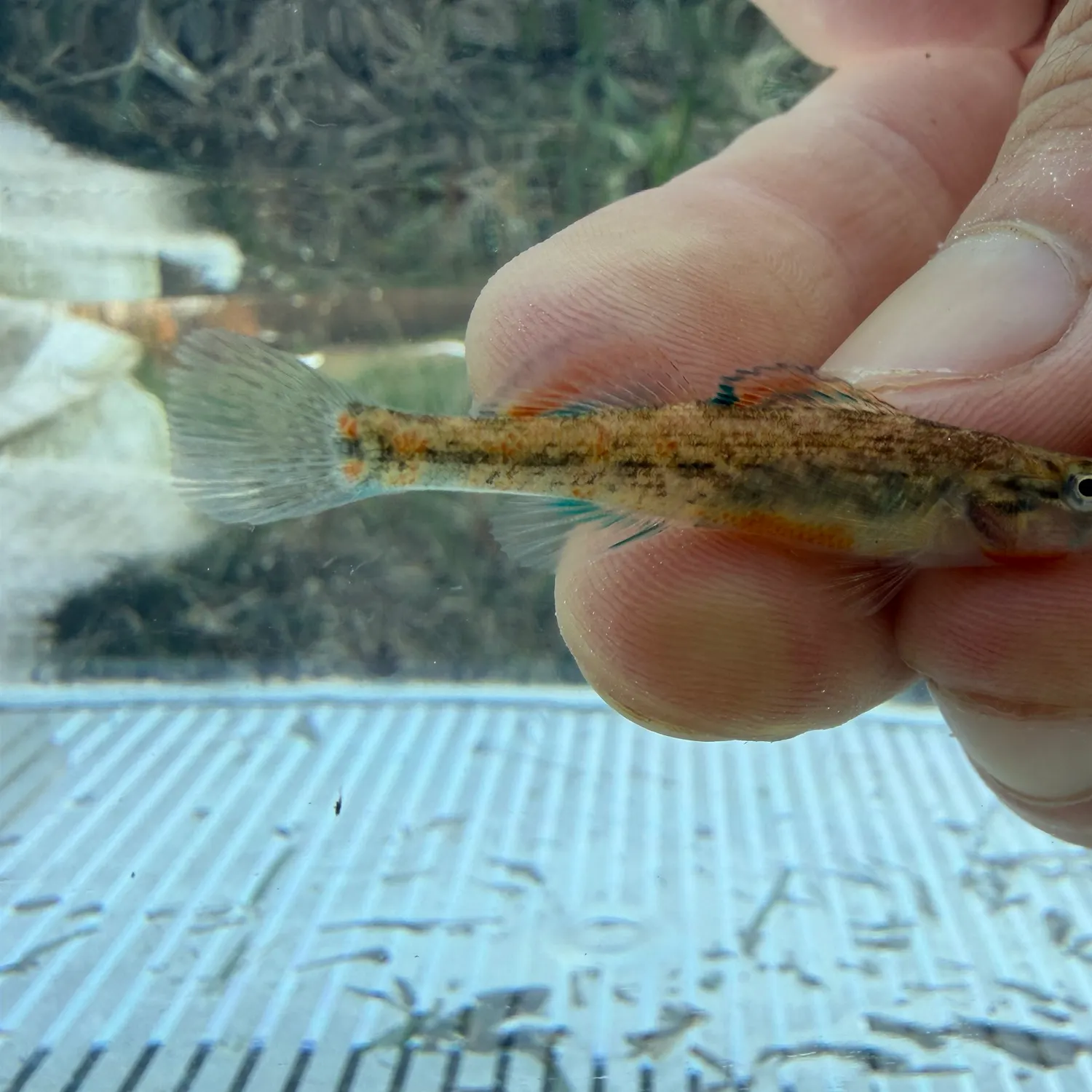 The most recent Brook silverside catches on Fishbrain