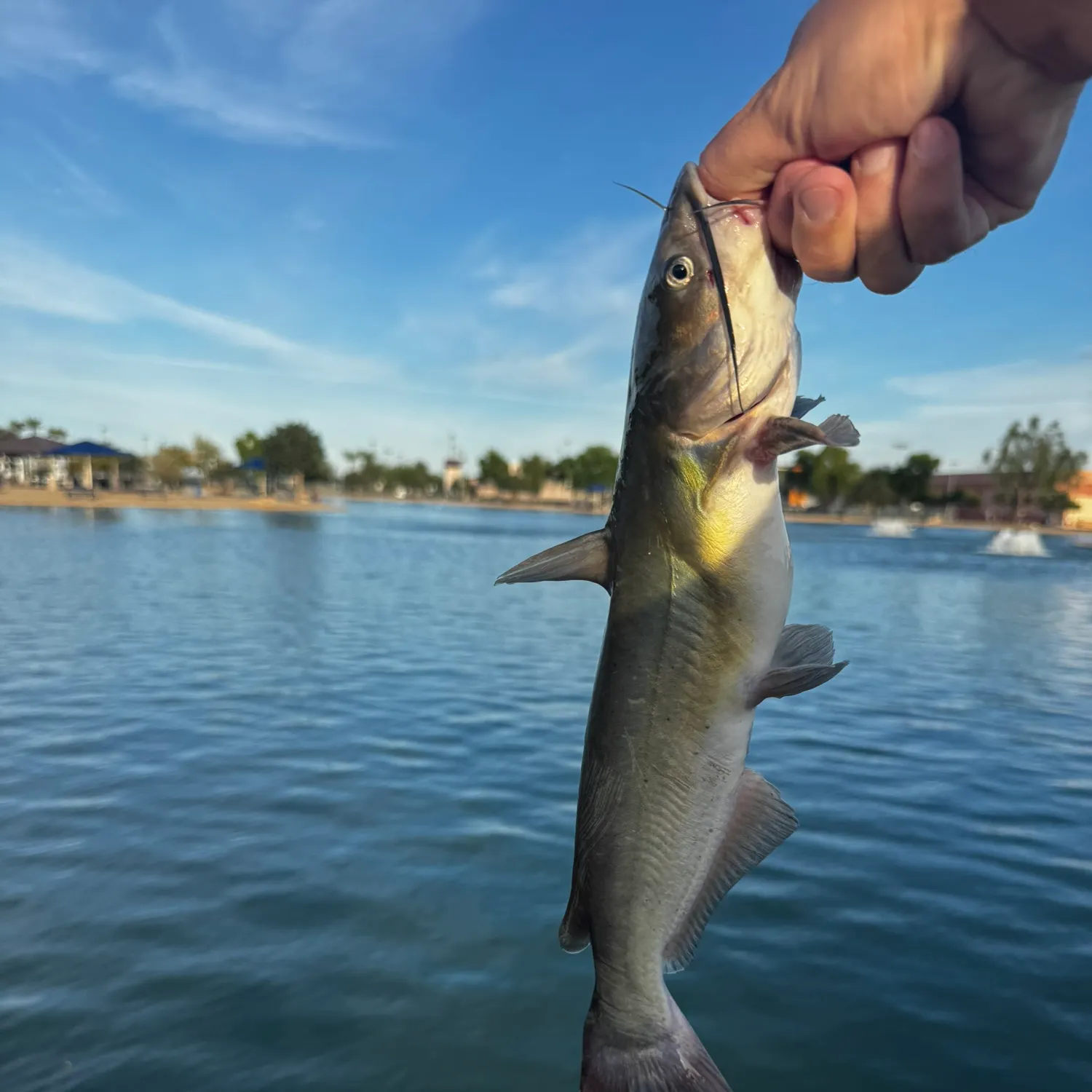 Channel catfish caught on Fishbrain
