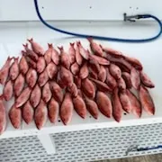The most recent Vermilion snapper catches on Fishbrain