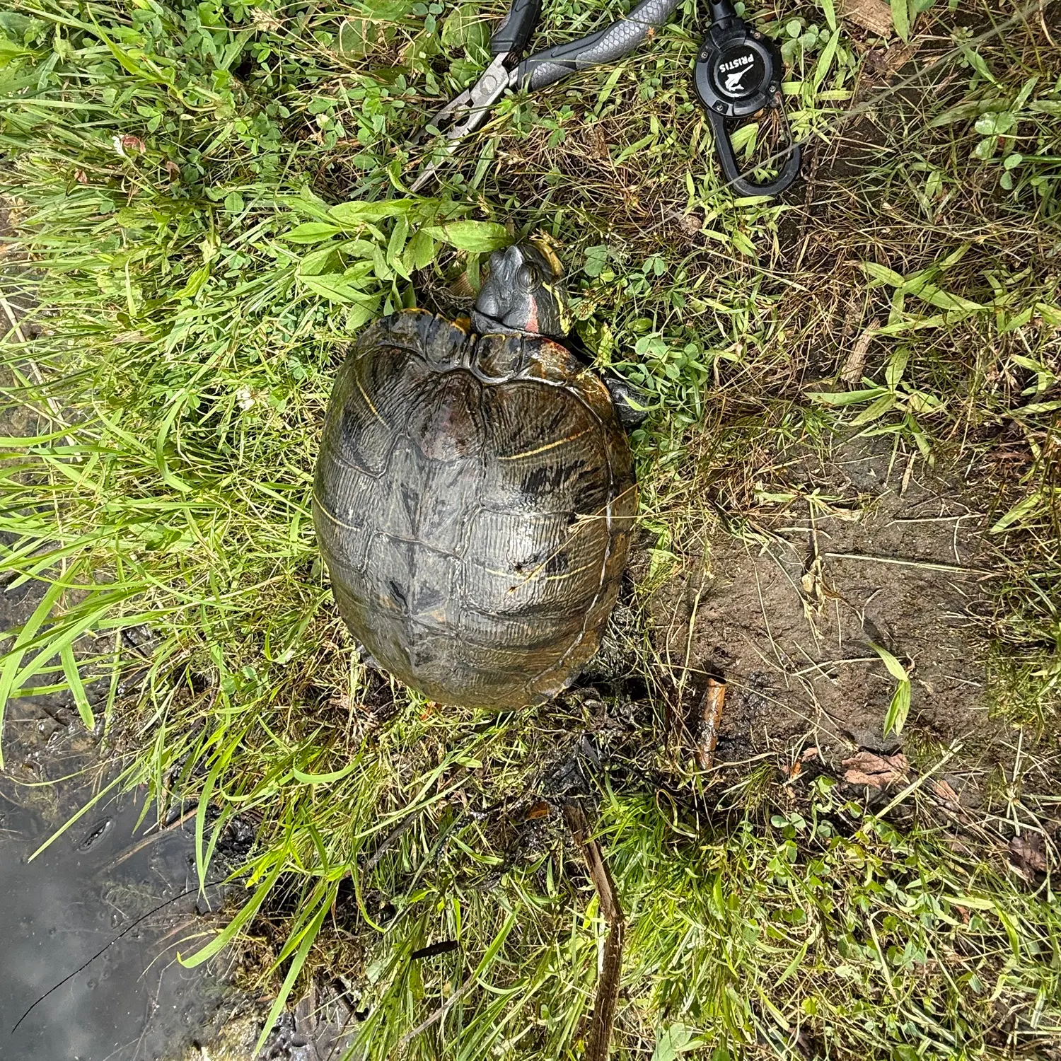 The most recent Painted turtle catches on Fishbrain