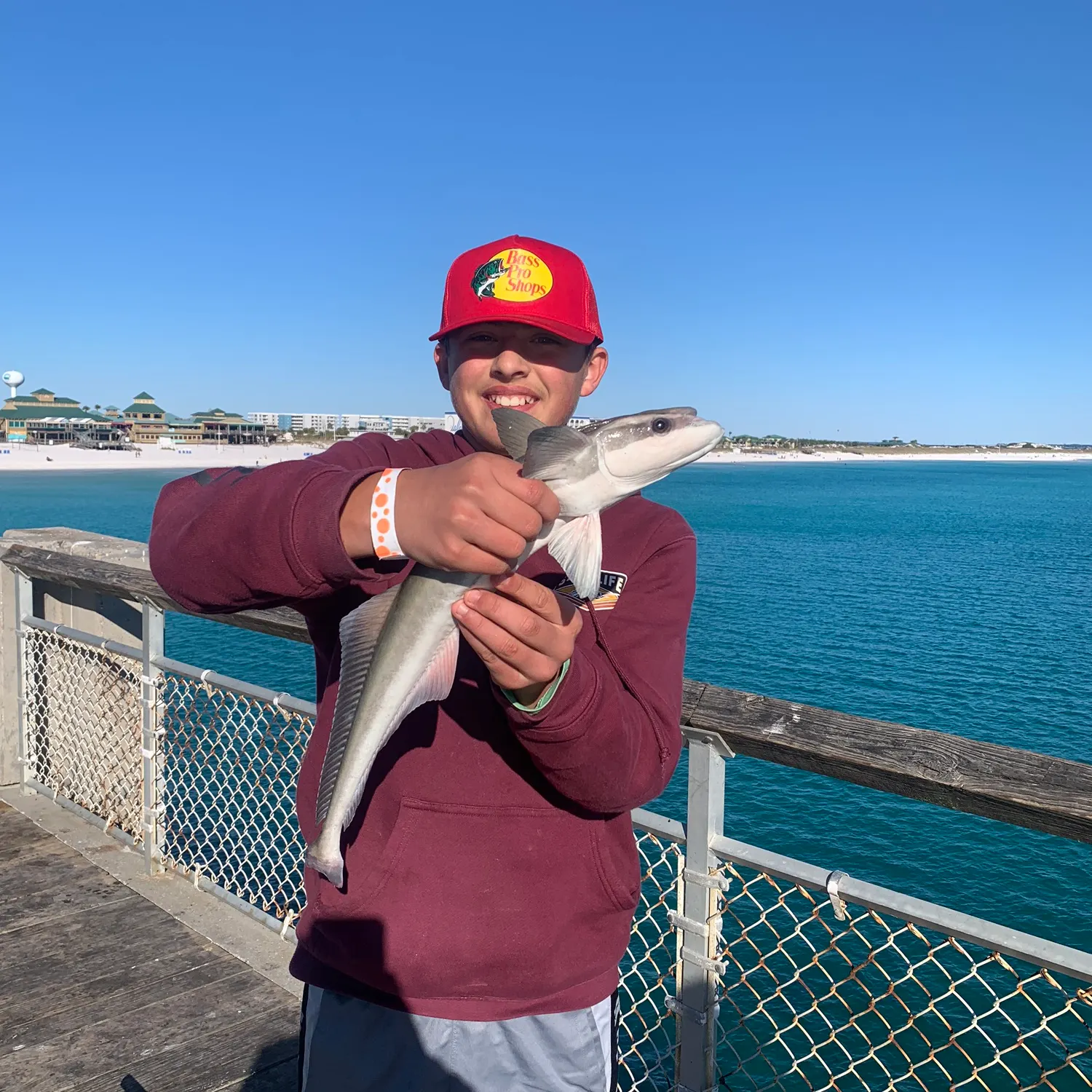 The most recent Common remora catches on Fishbrain