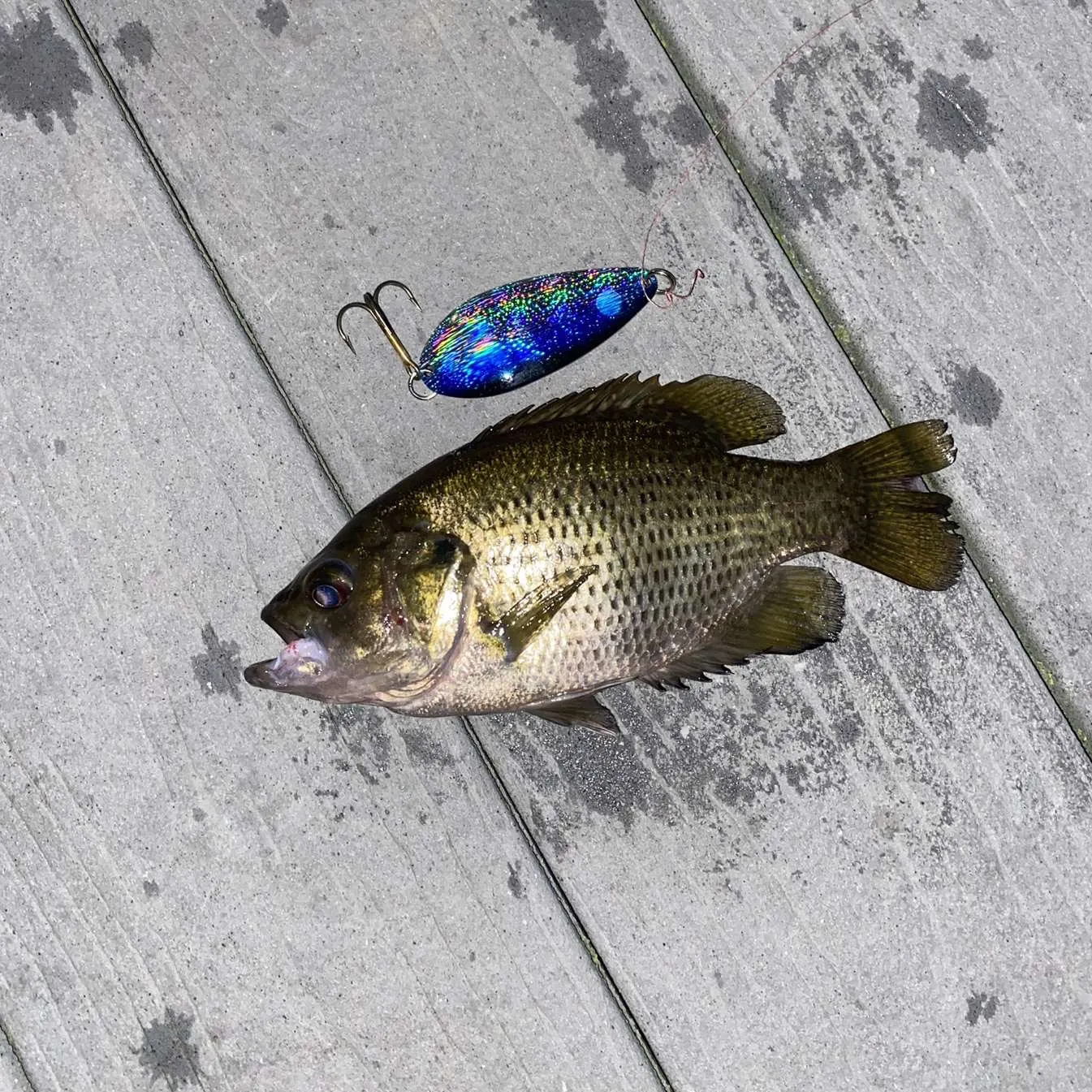 recently logged catches