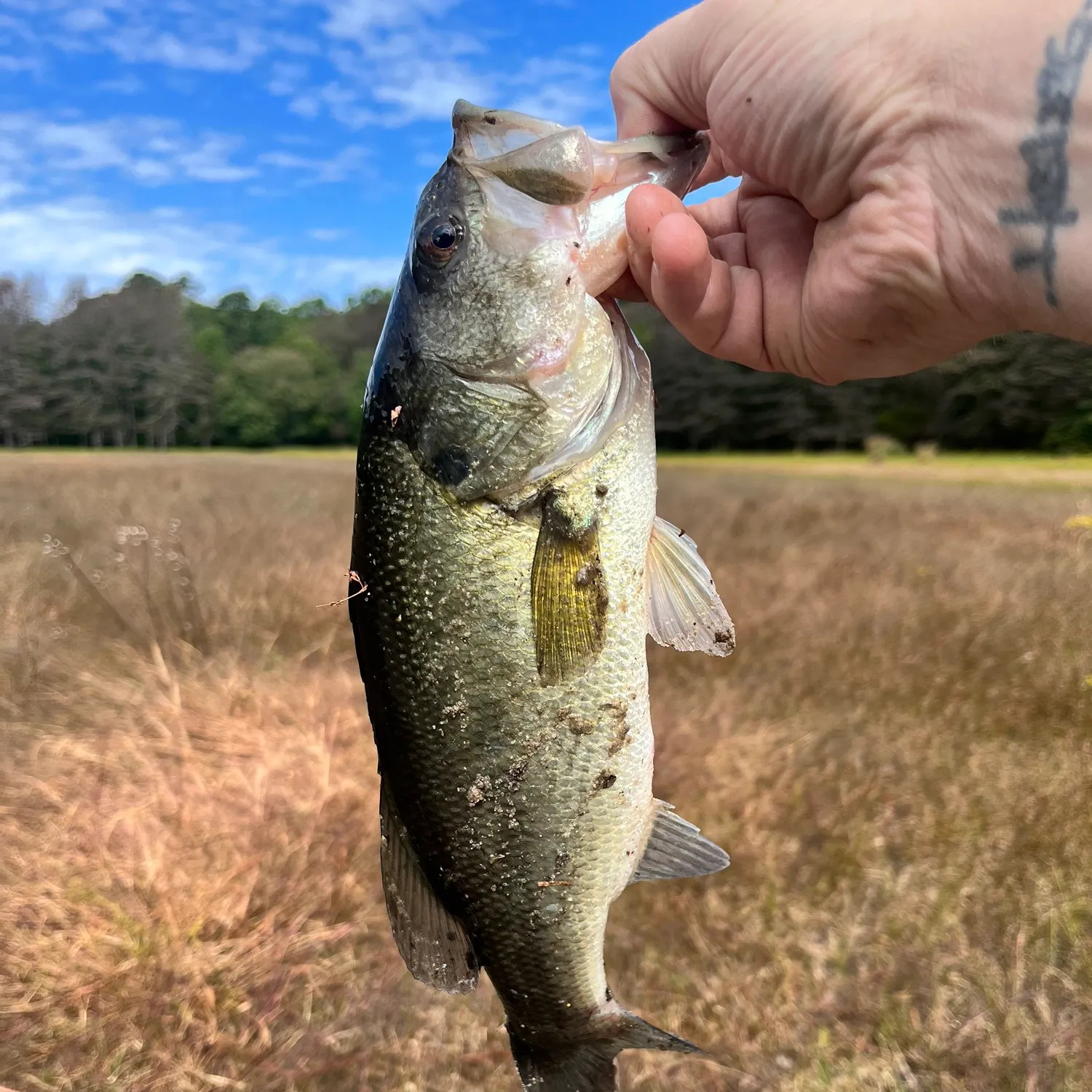 Largemouth bass caught on Fishbrain