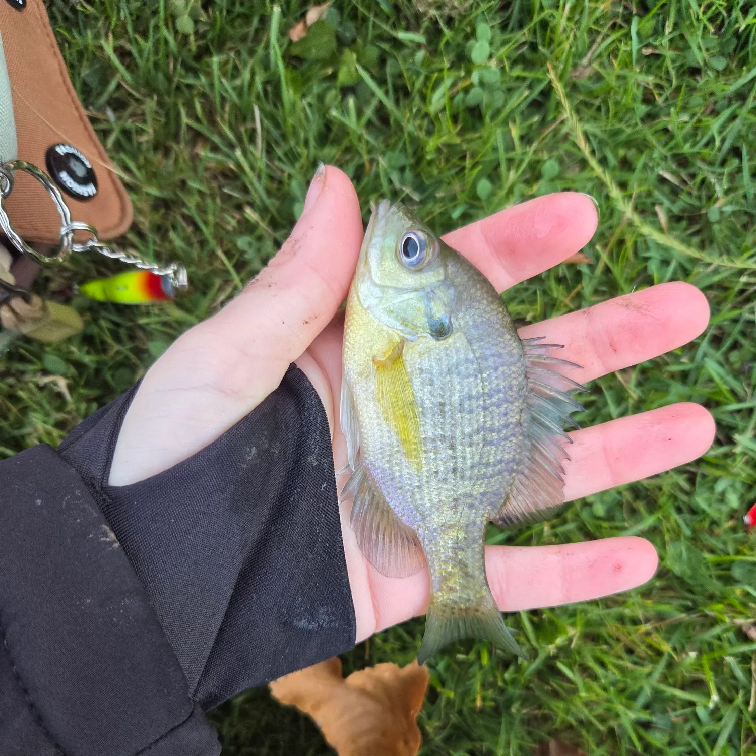 Bluegill caught on Fishbrain
