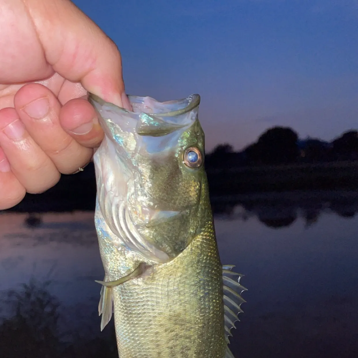 Largemouth bass caught on Fishbrain