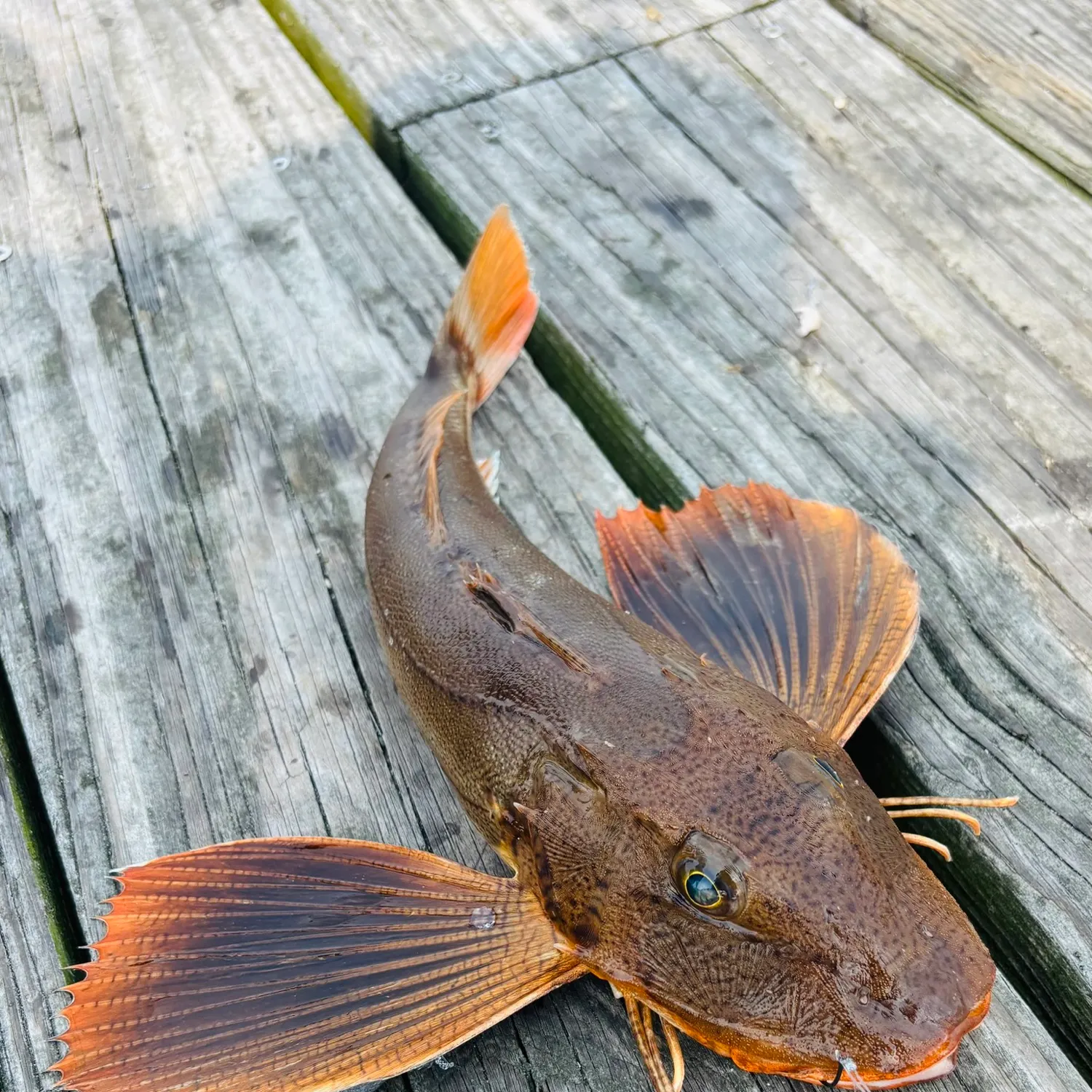 The most recent Striped searobin catches on Fishbrain