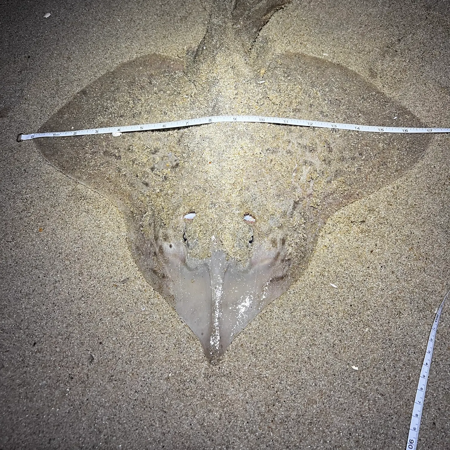 Clearnose skate caught on Fishbrain